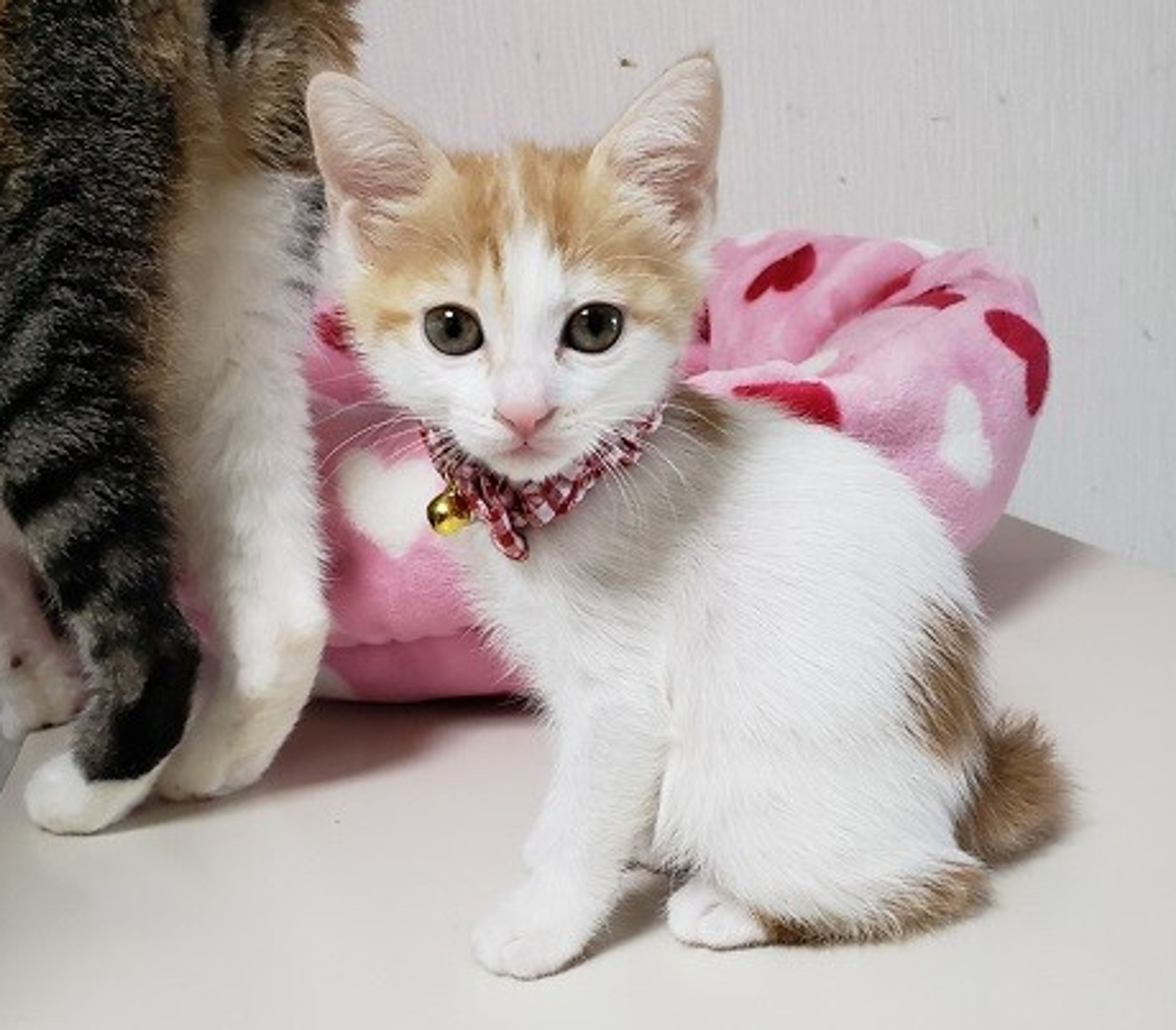 pet-image-5