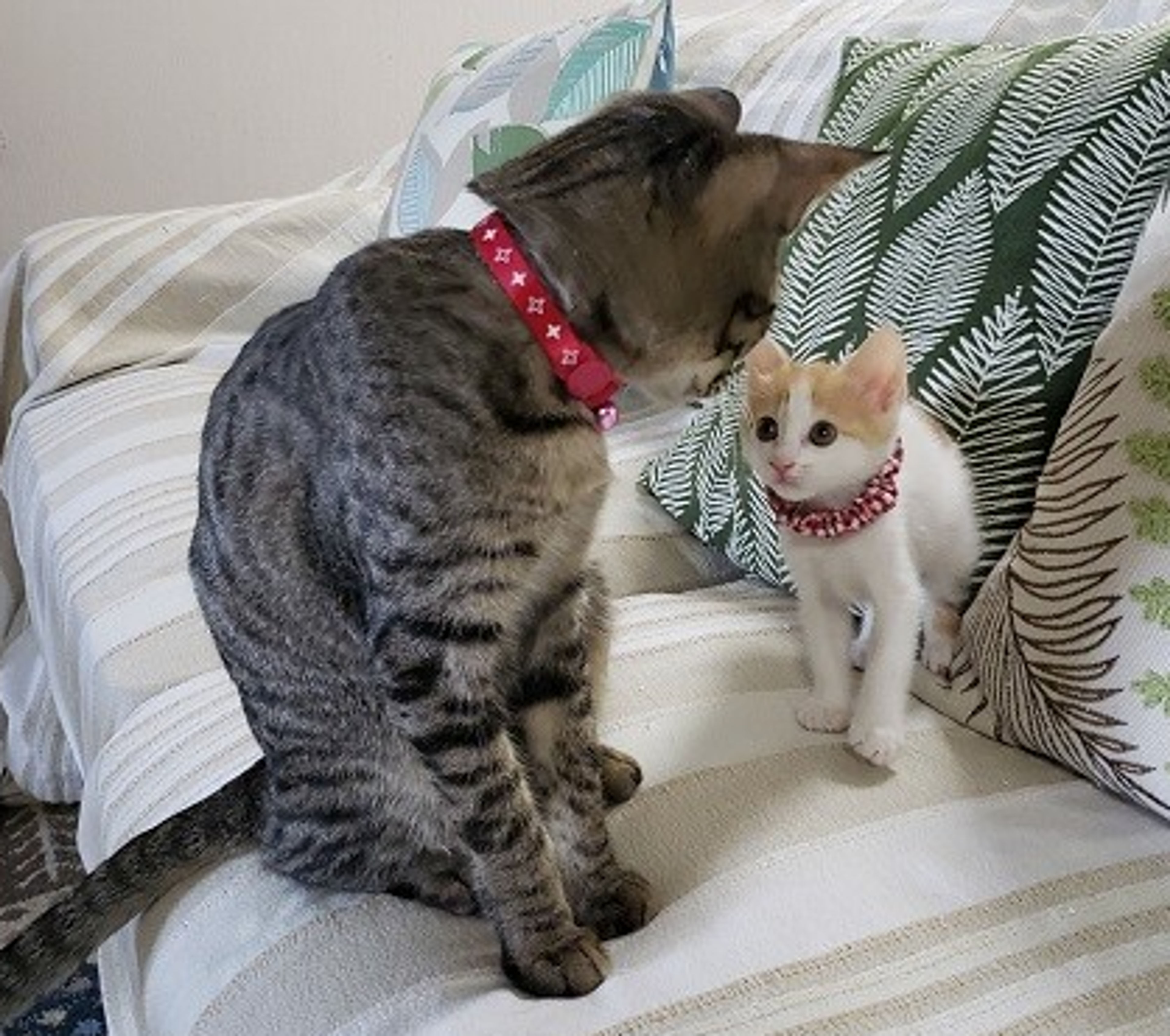 pet-image-6