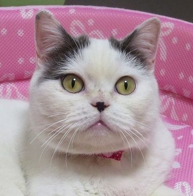 マギーちゃんの写真