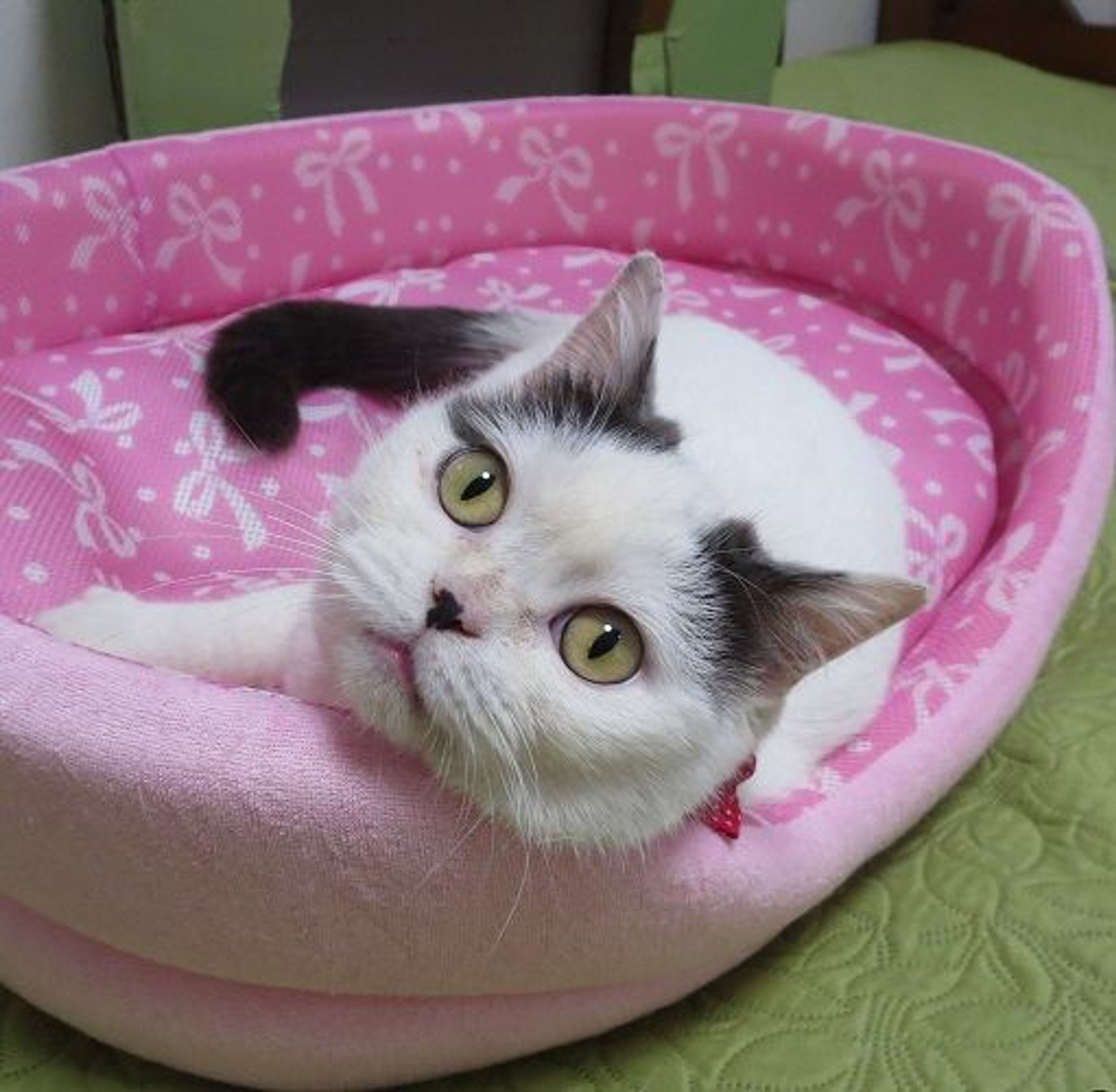 pet-image-2