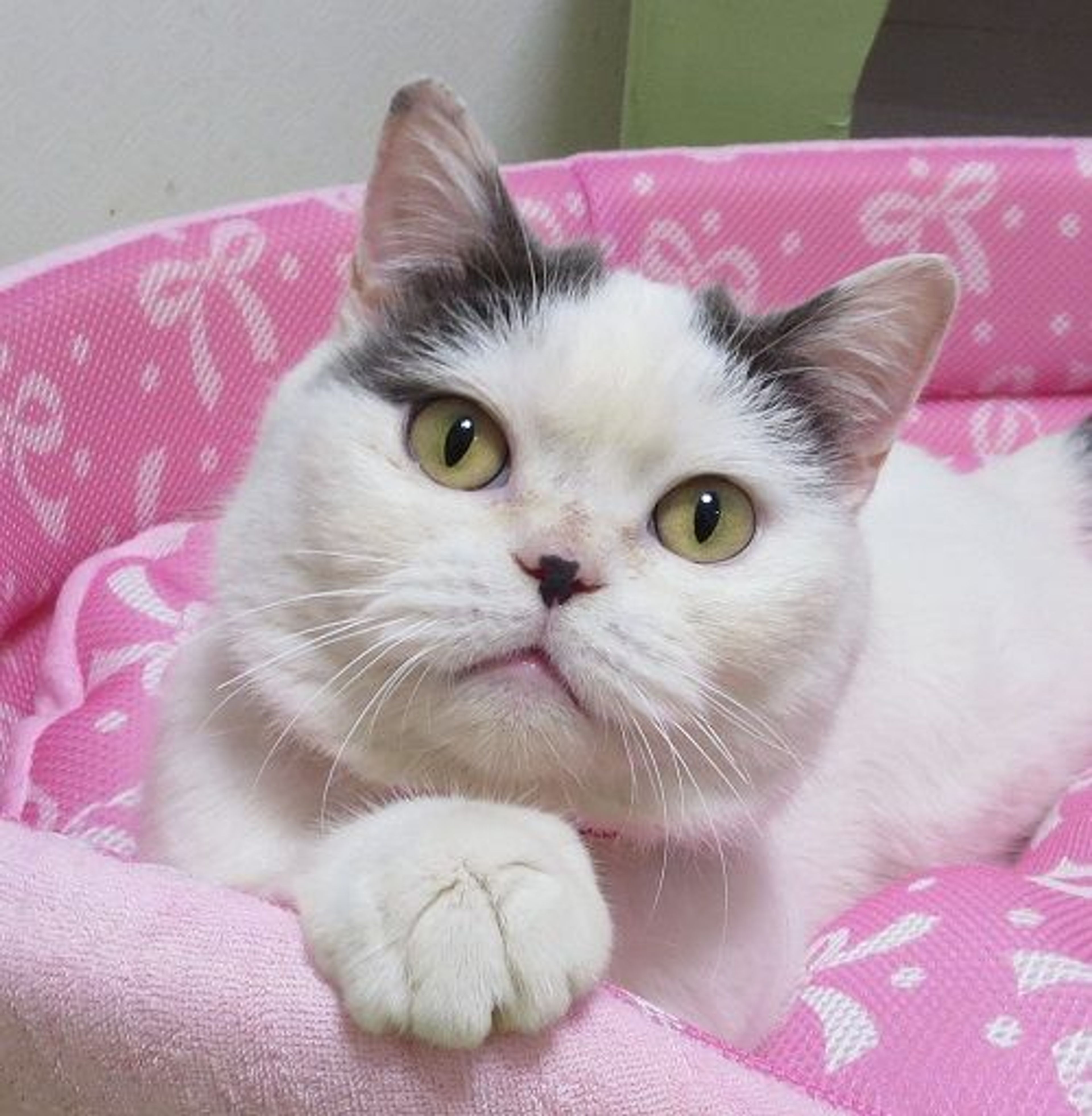 pet-image-3