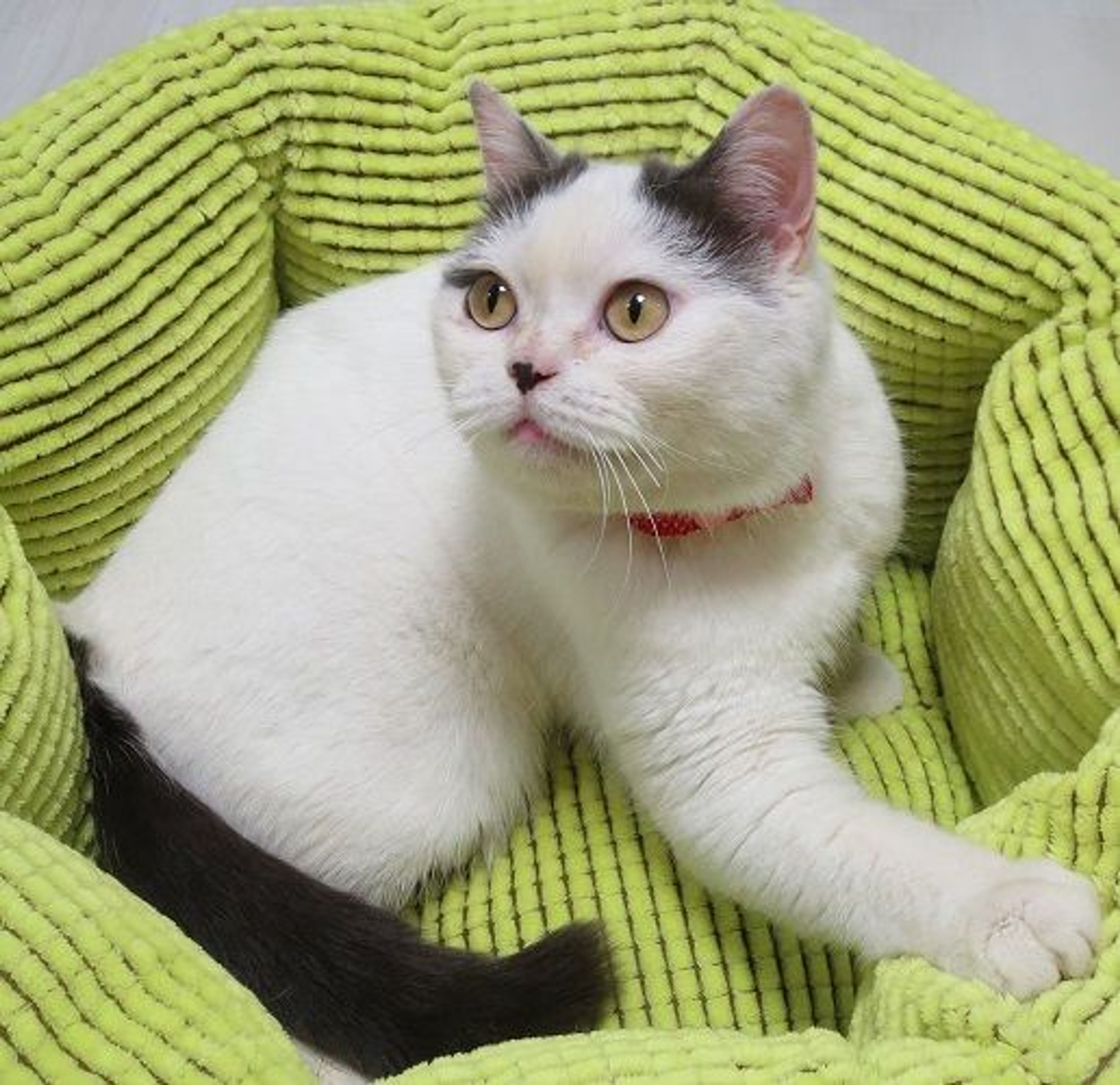 pet-image-4