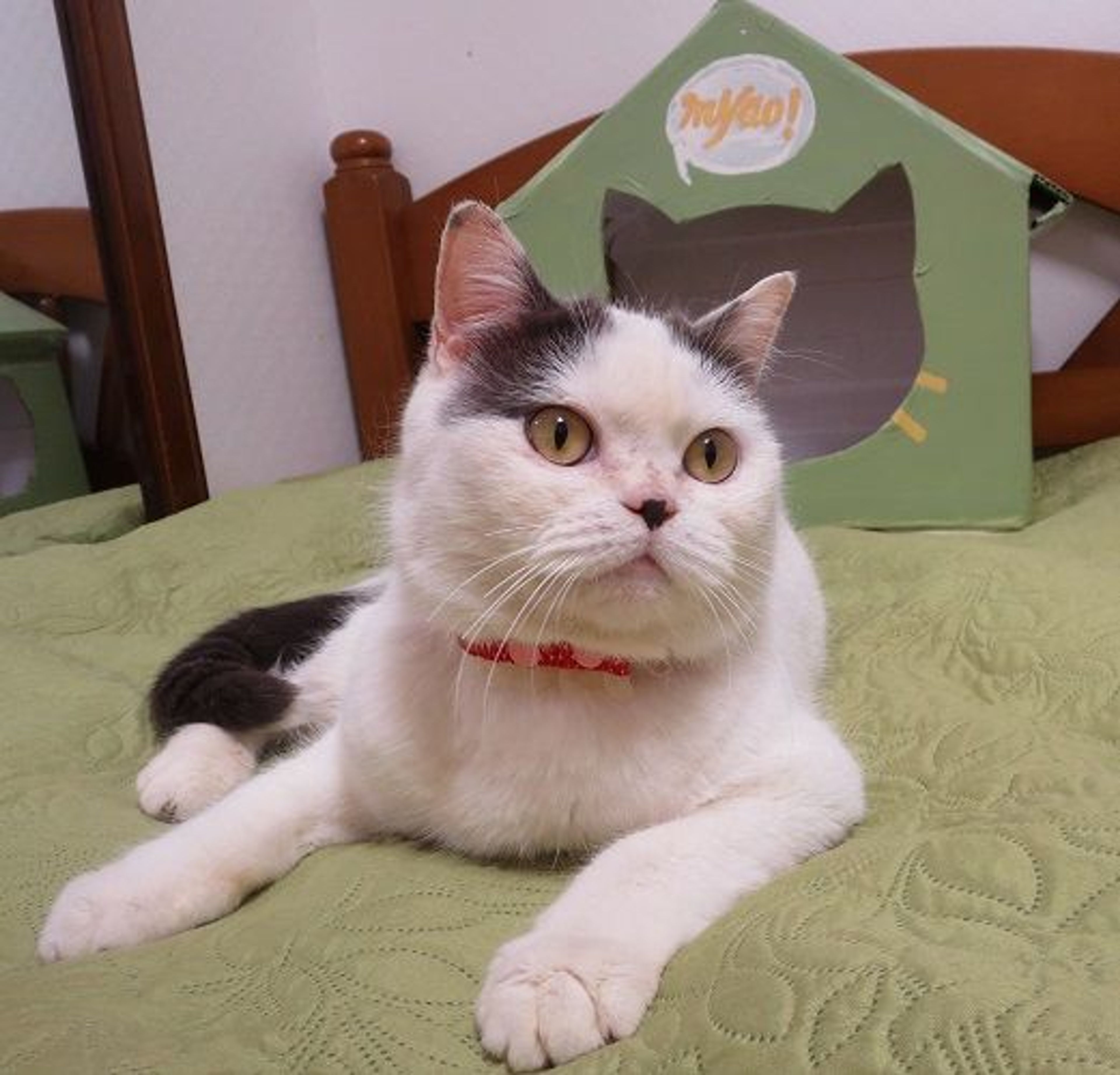 pet-image-5