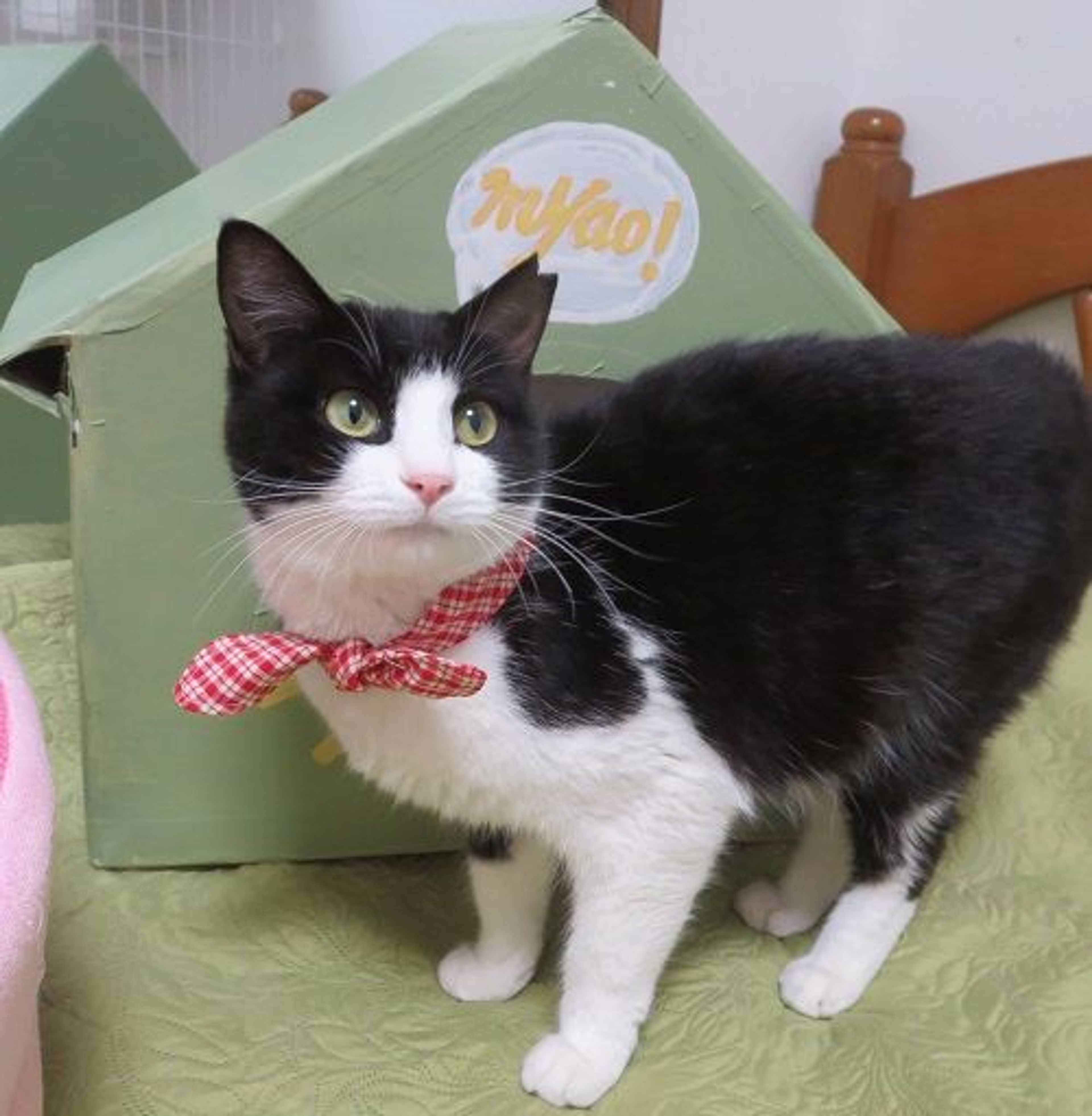pet-image-2