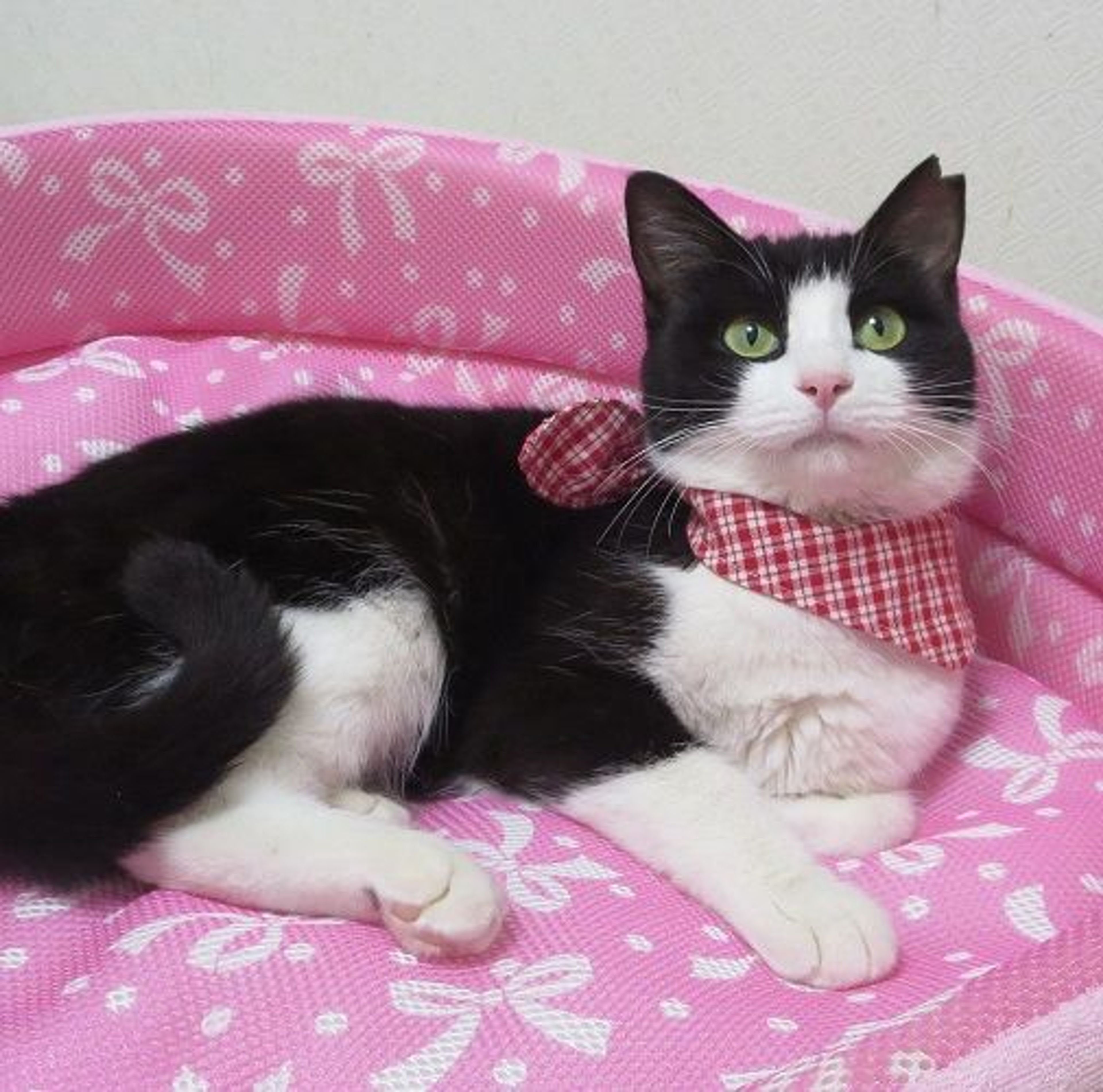 pet-image-3