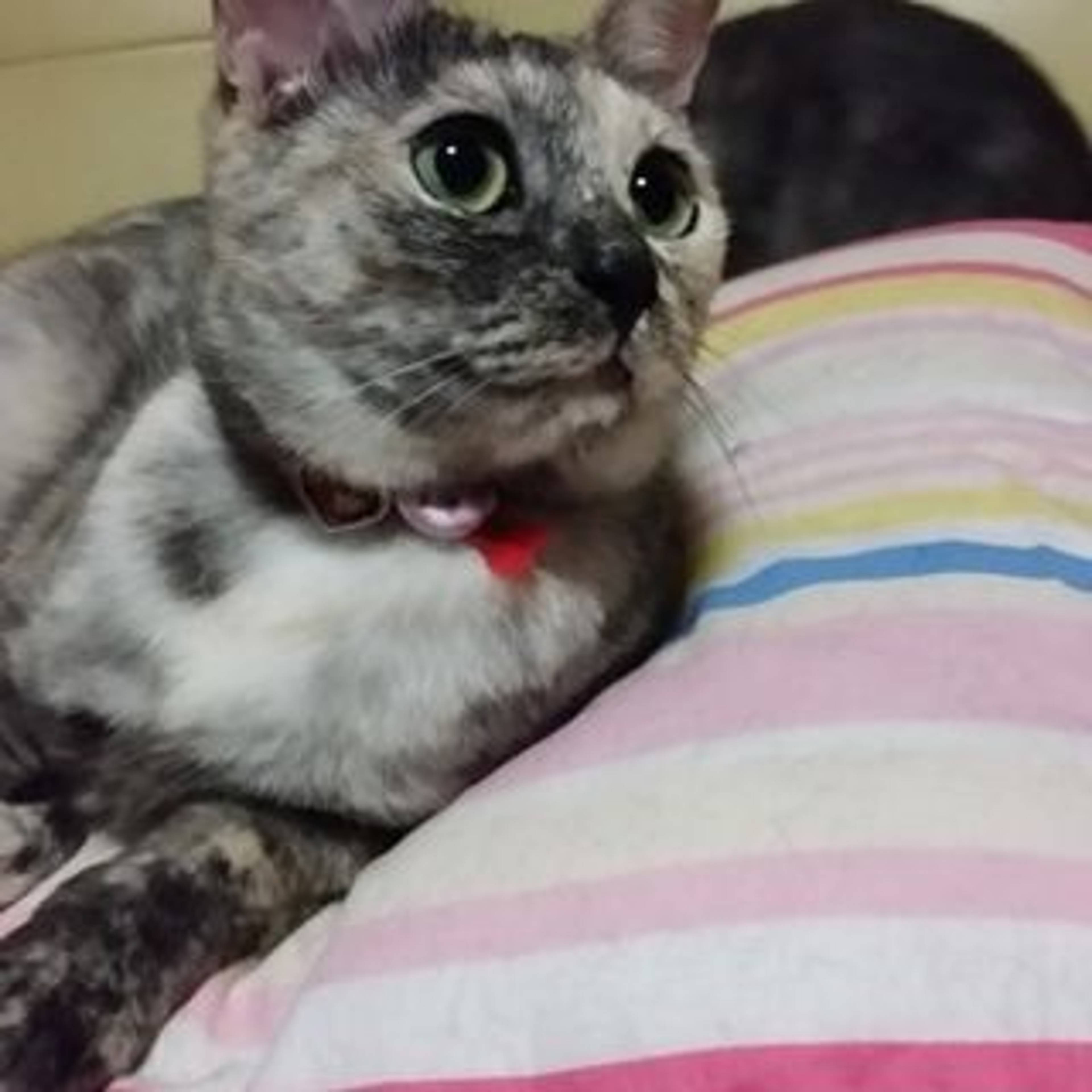 雑種（ミックス猫）・メスの里親募集の写真