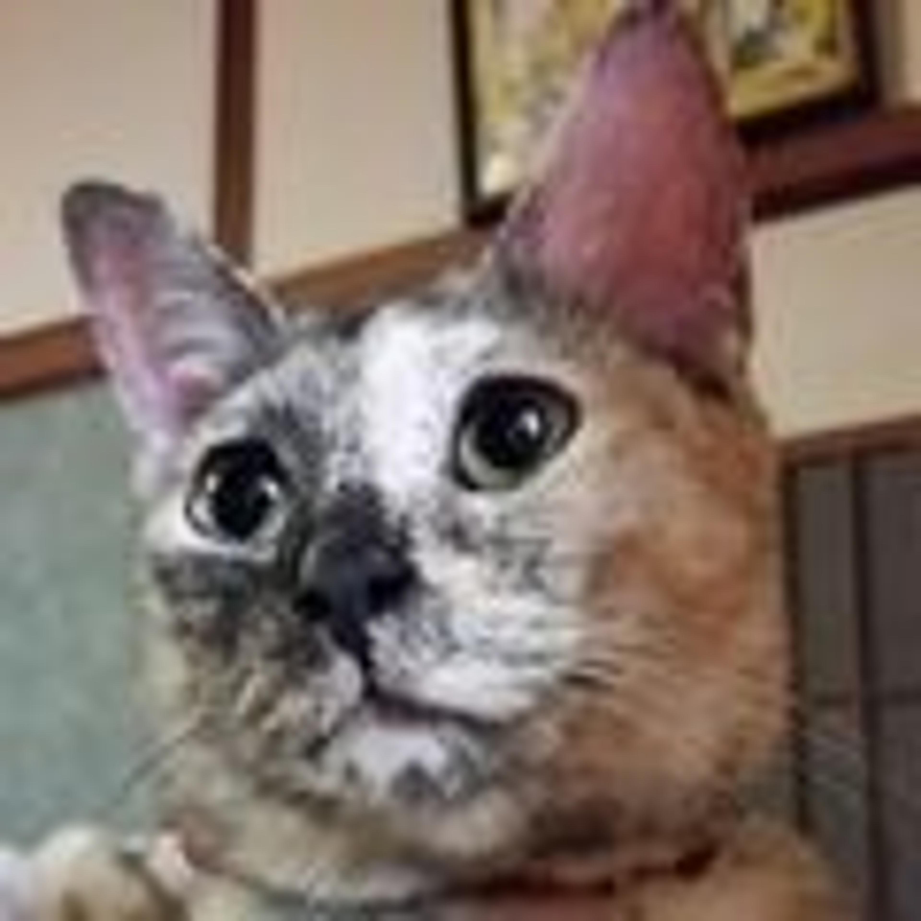 pet-image-2