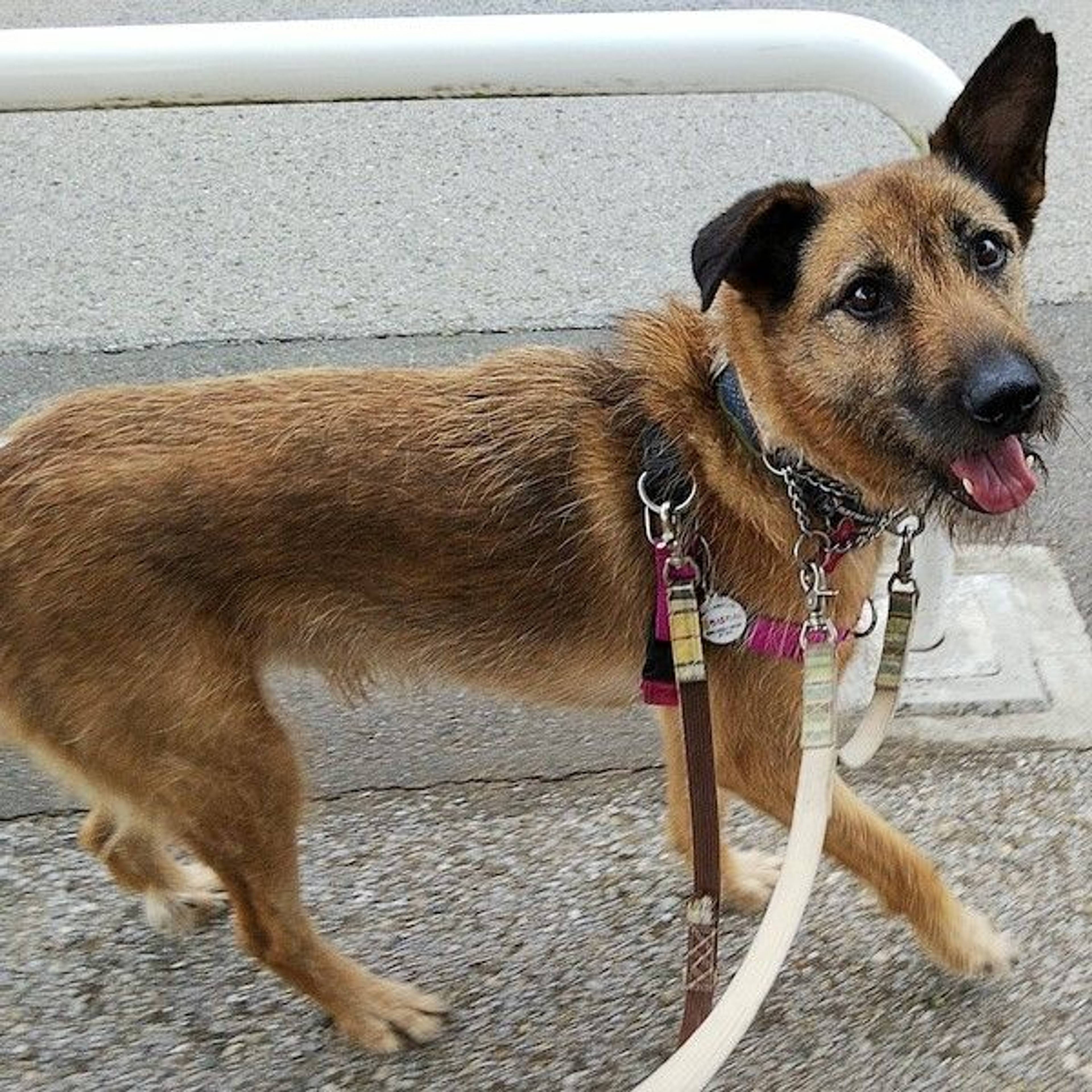 雑種（ミックス犬）・オスの里親募集の写真