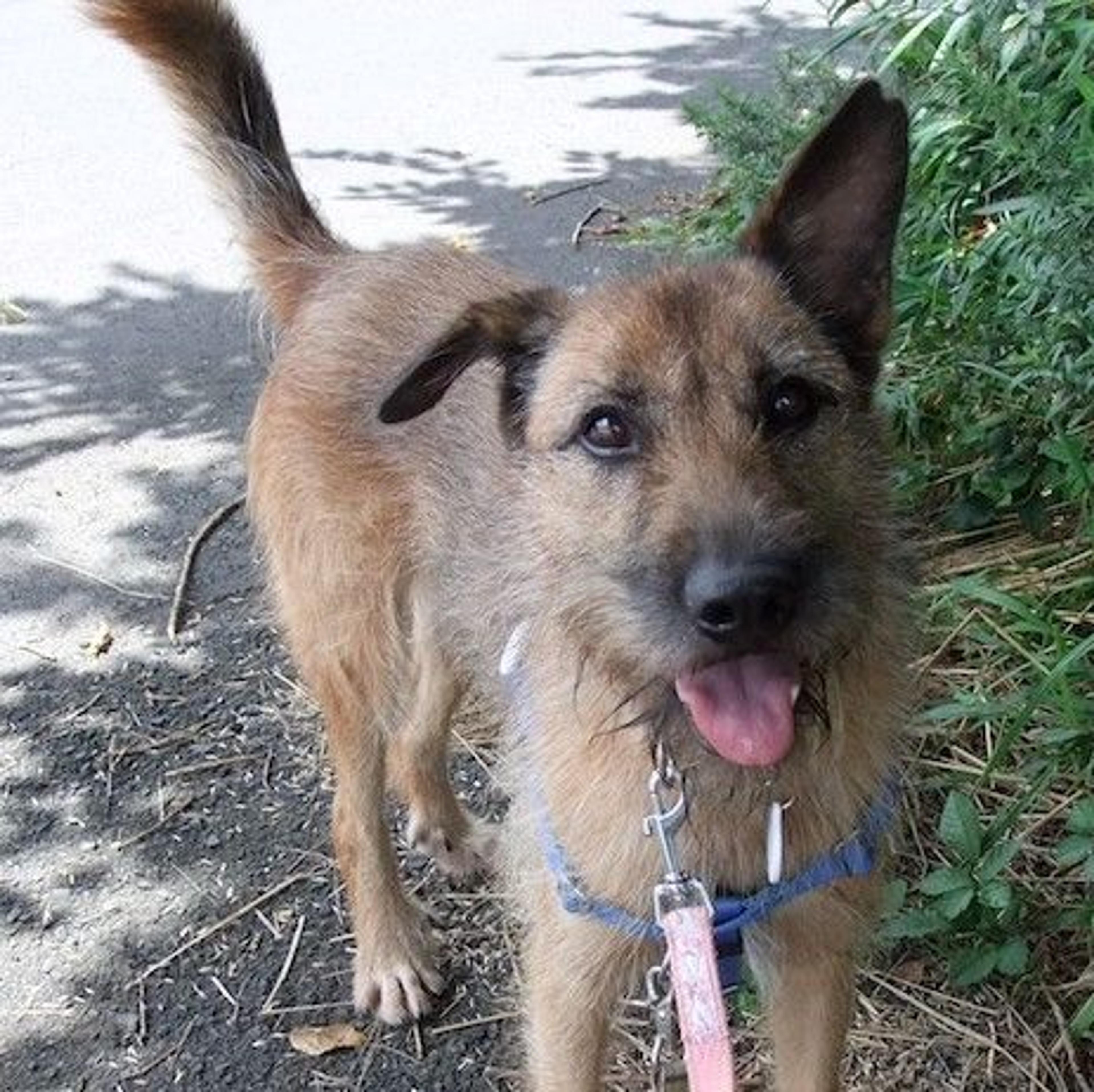 pet-image-3
