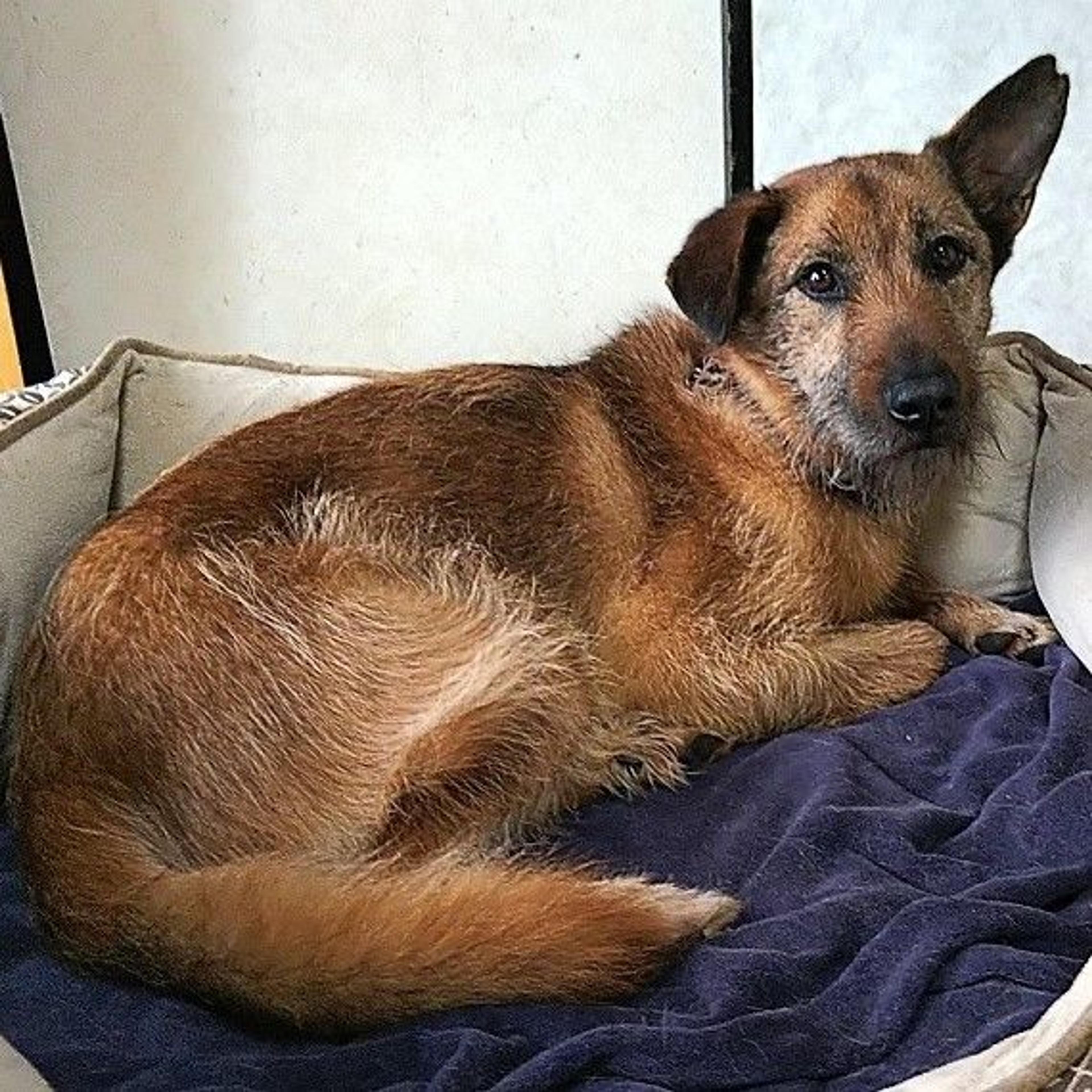 pet-image-4
