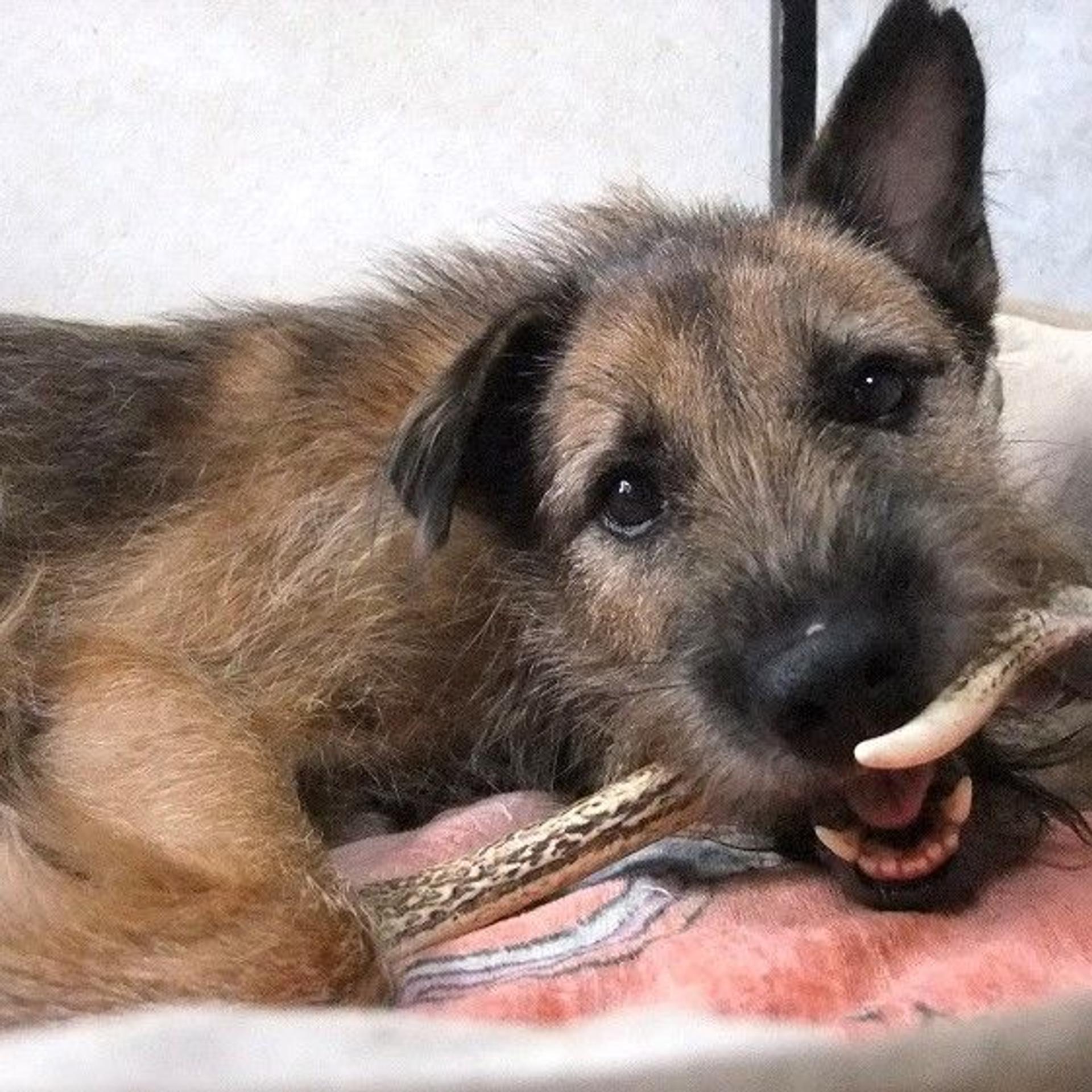 pet-image-5
