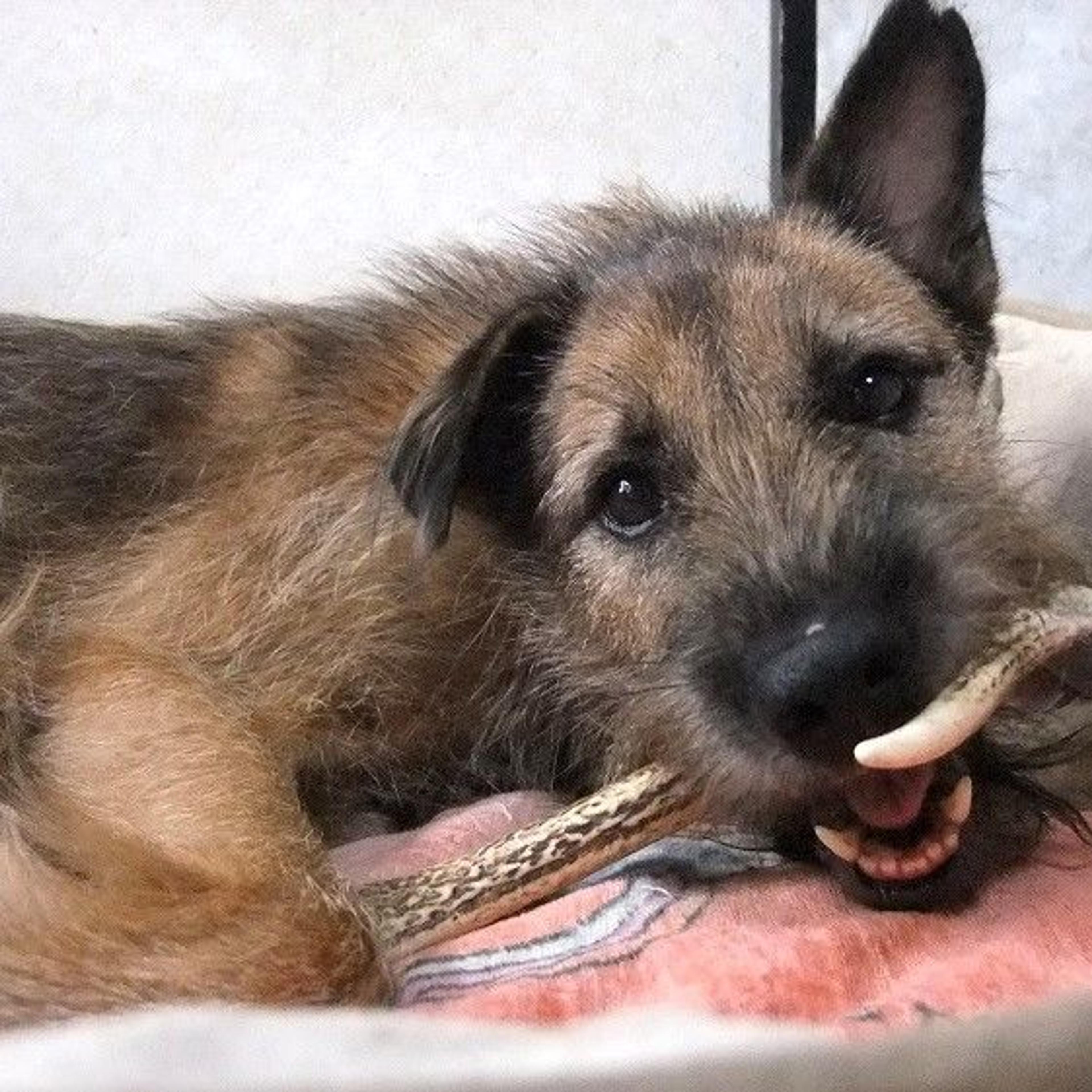 pet-image-5