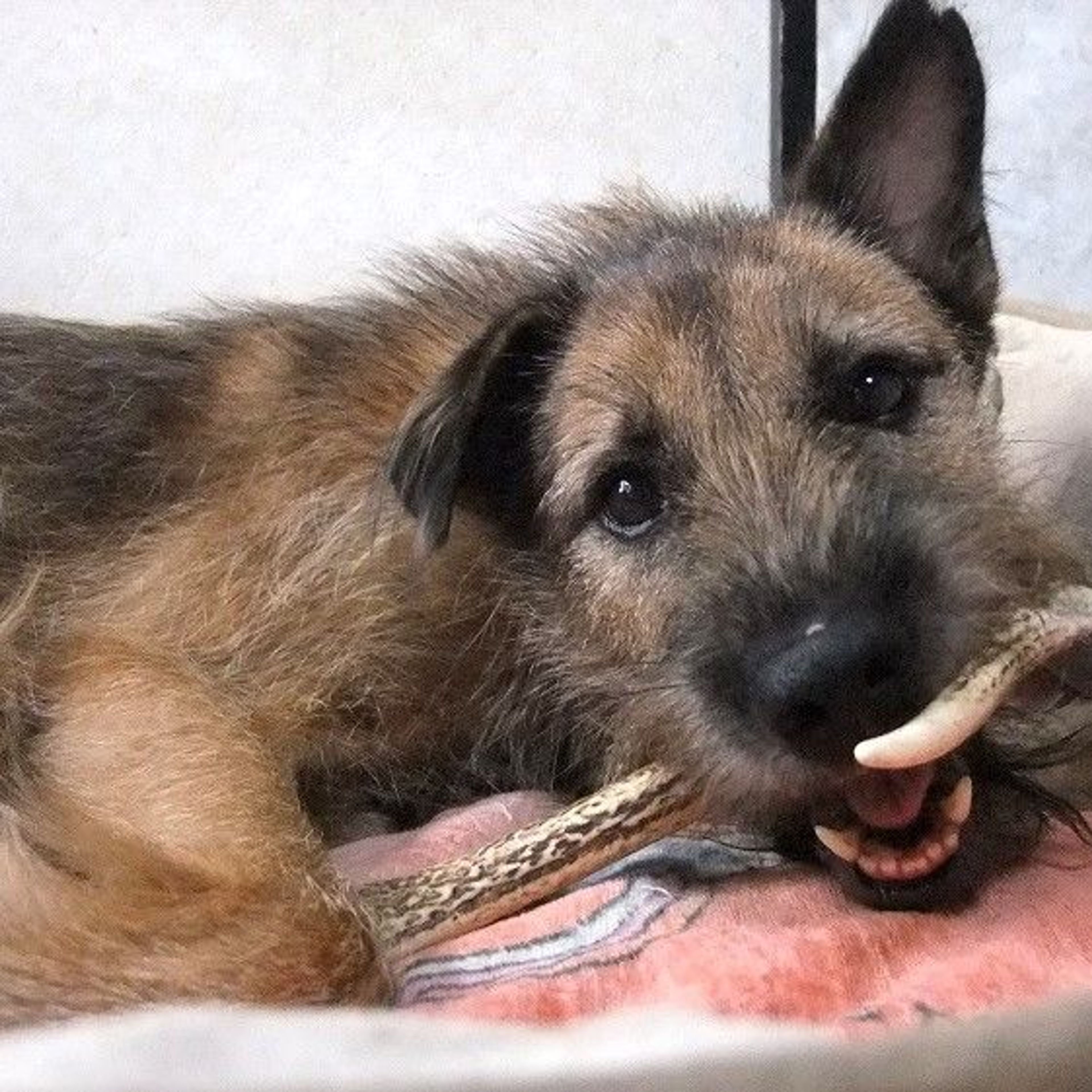 pet-image-5