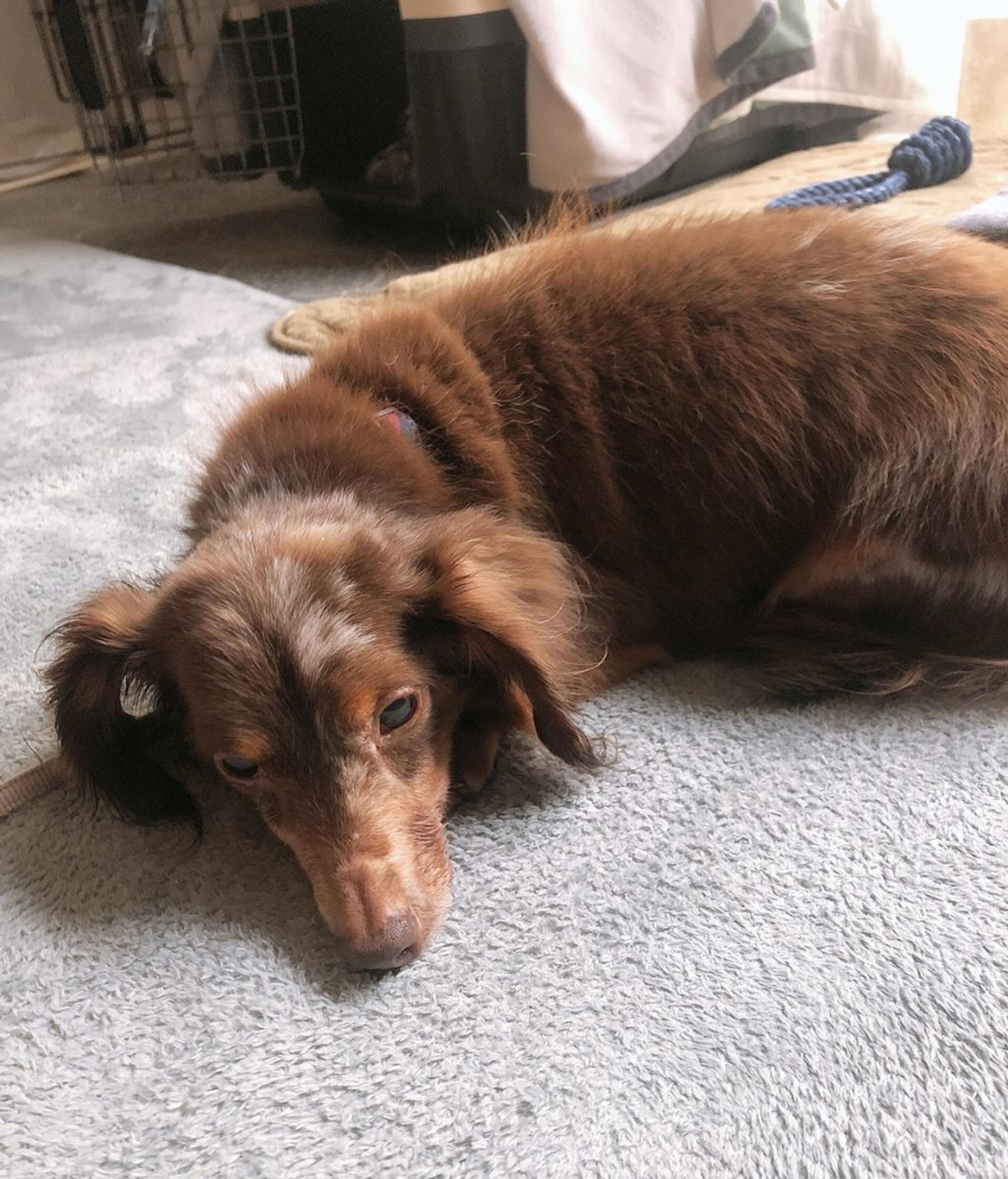 pet-image-3