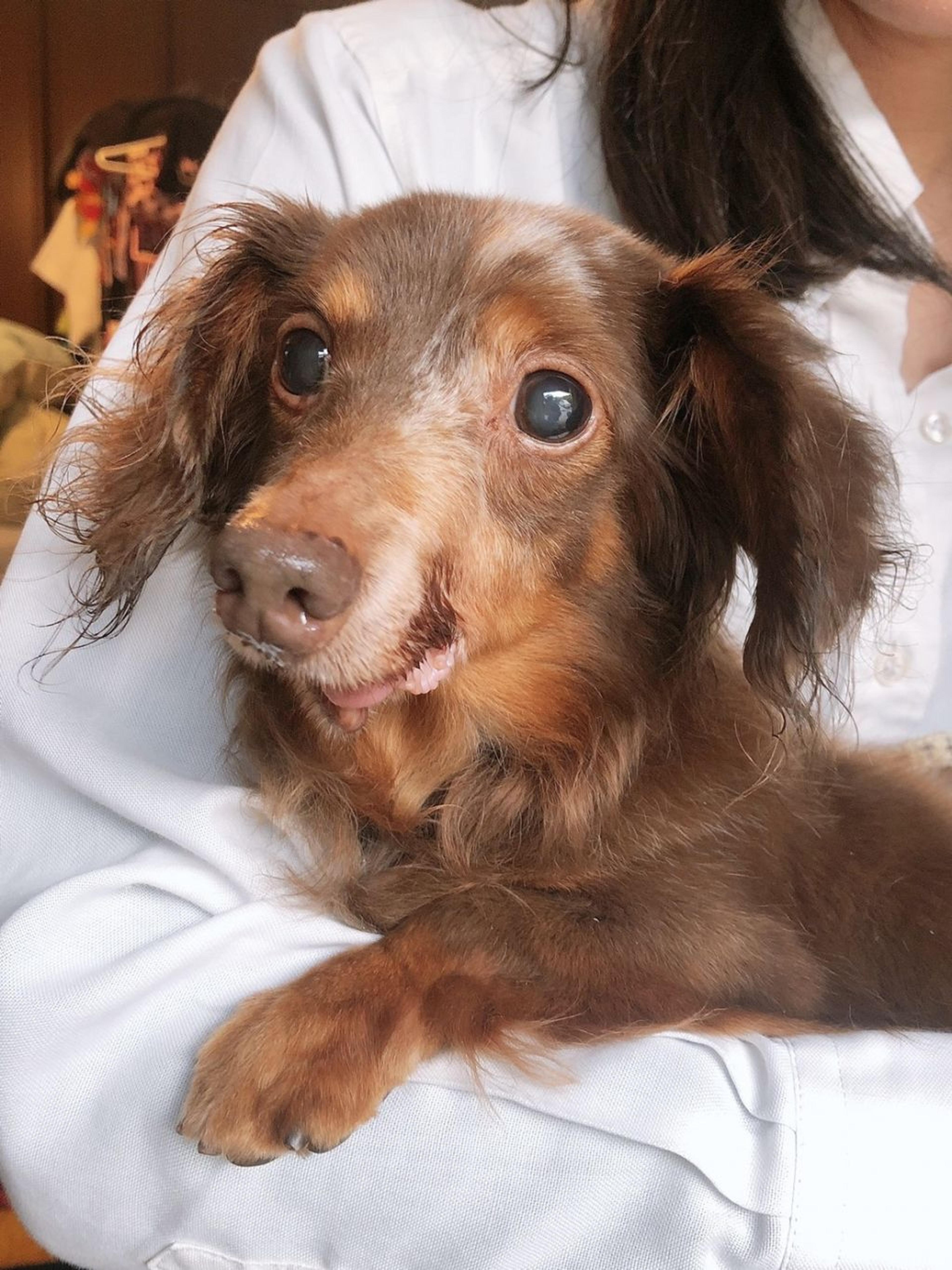 pet-image-4