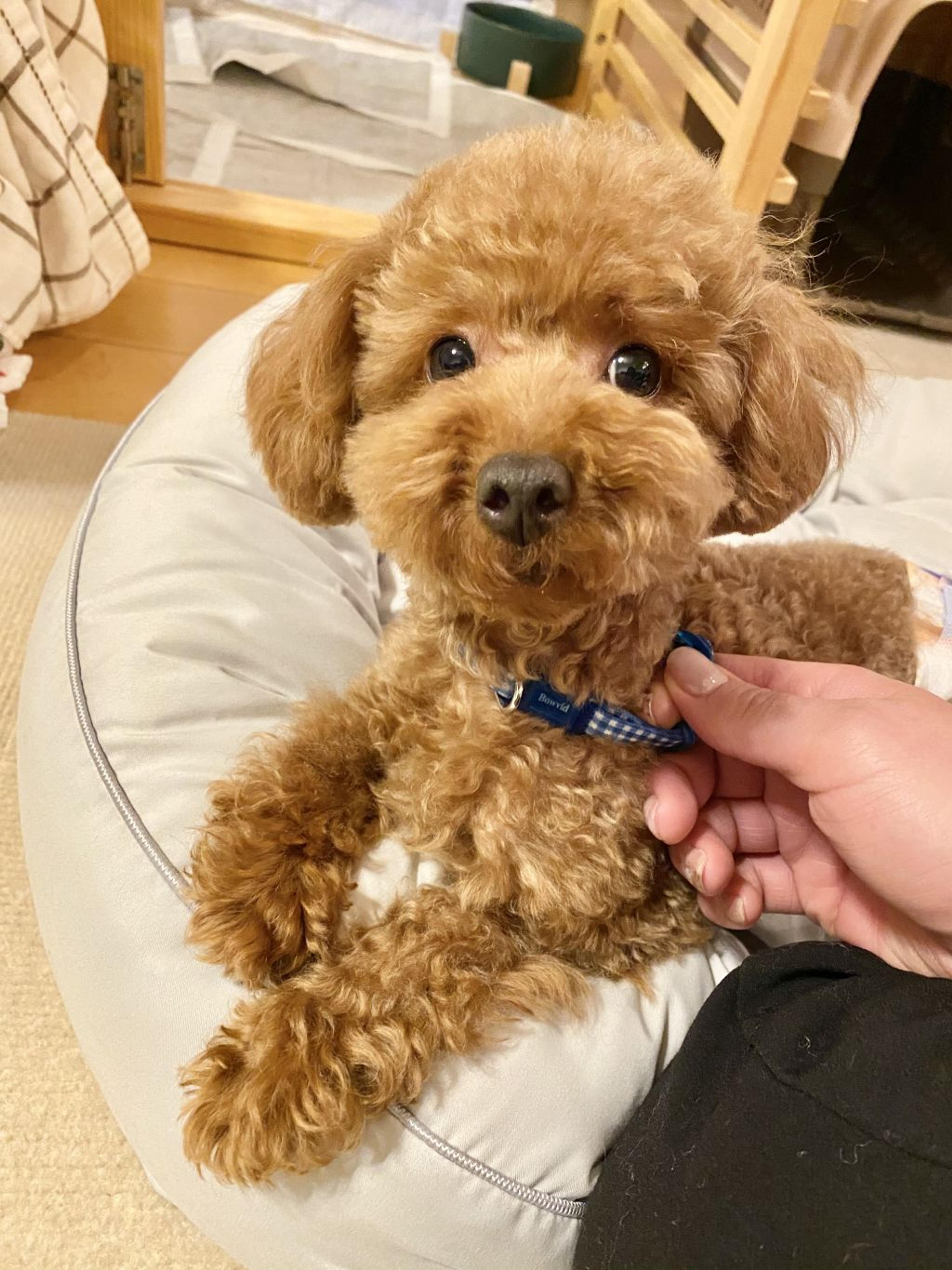 pet-image-2