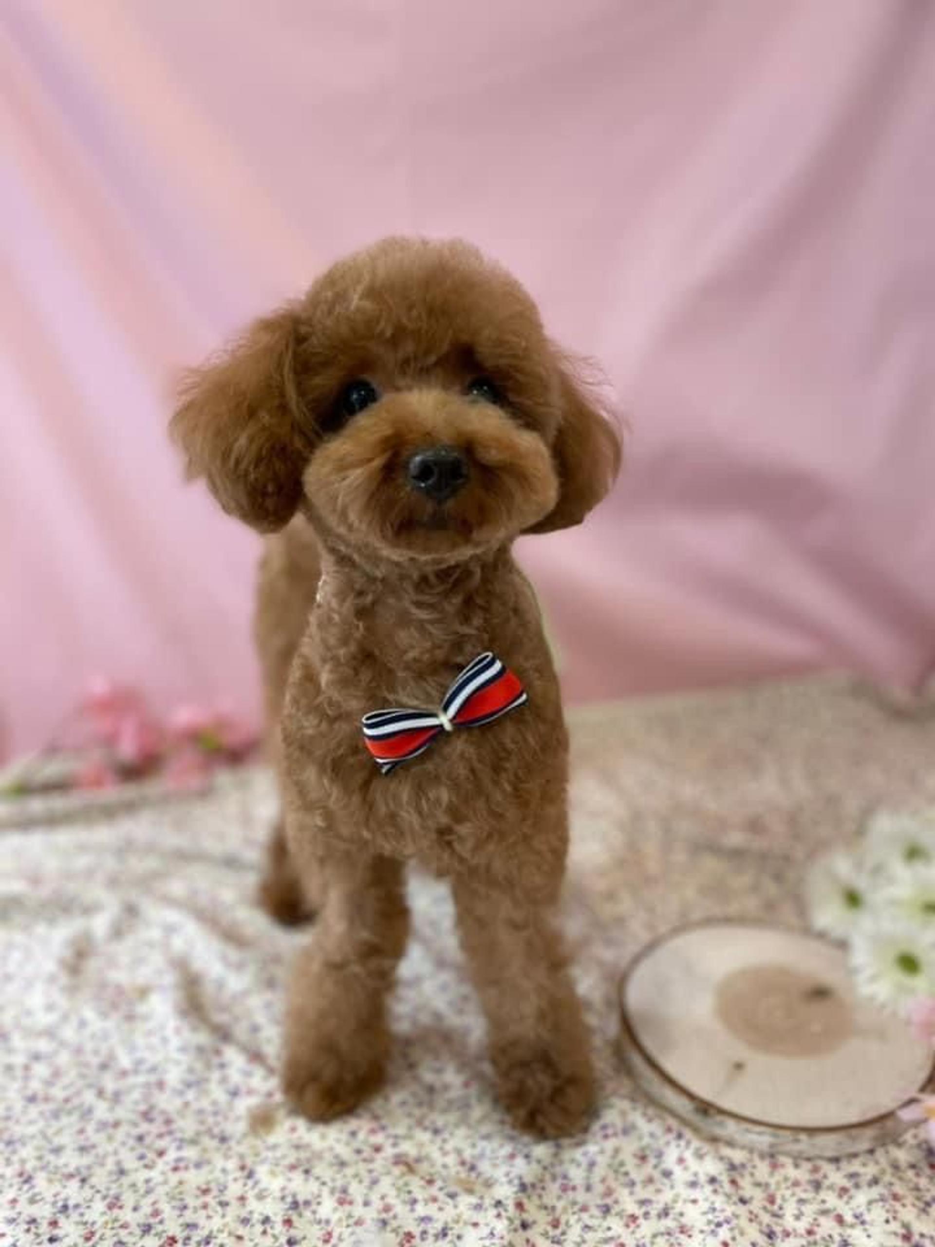 pet-image-3