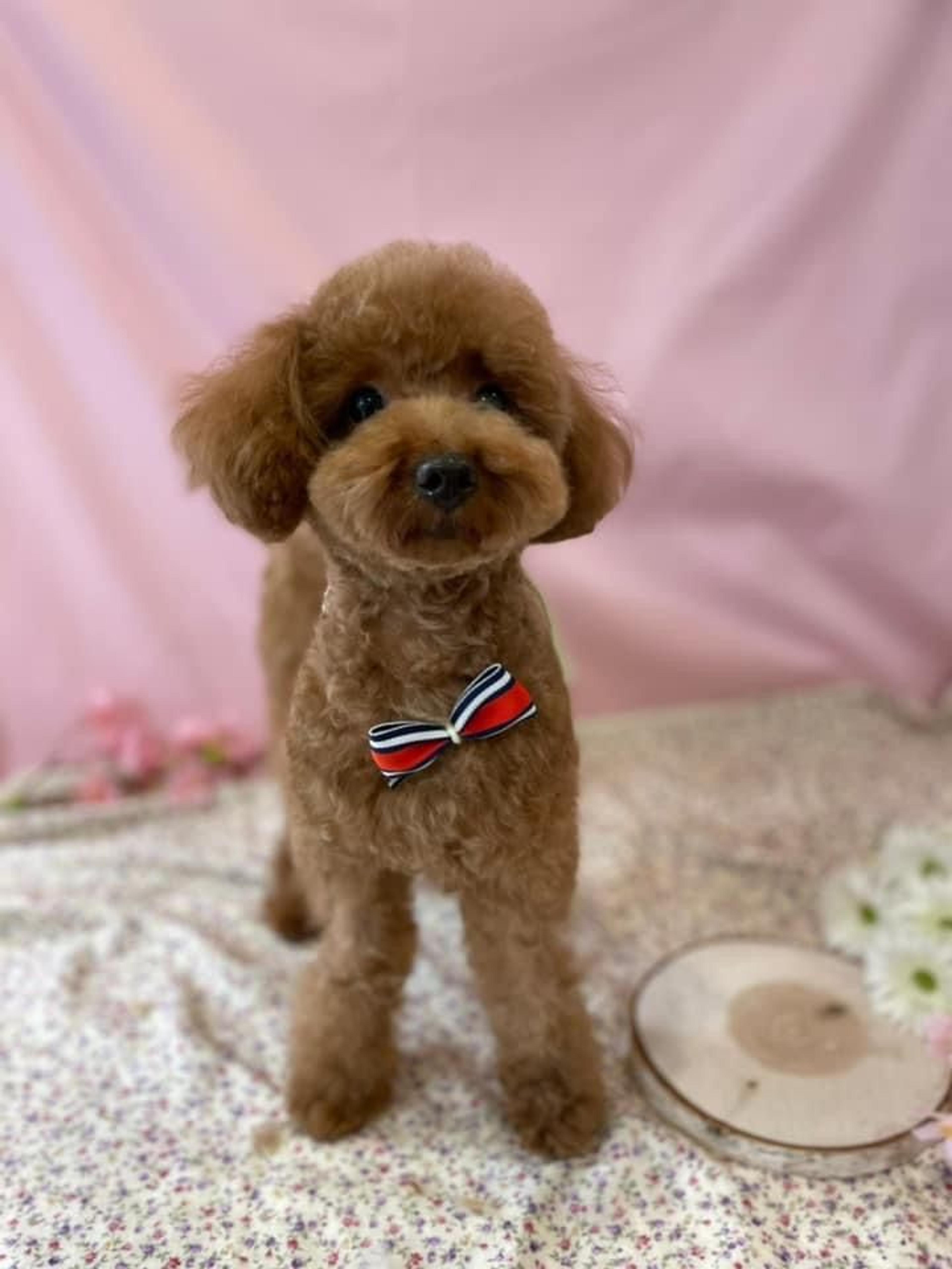 pet-image-3