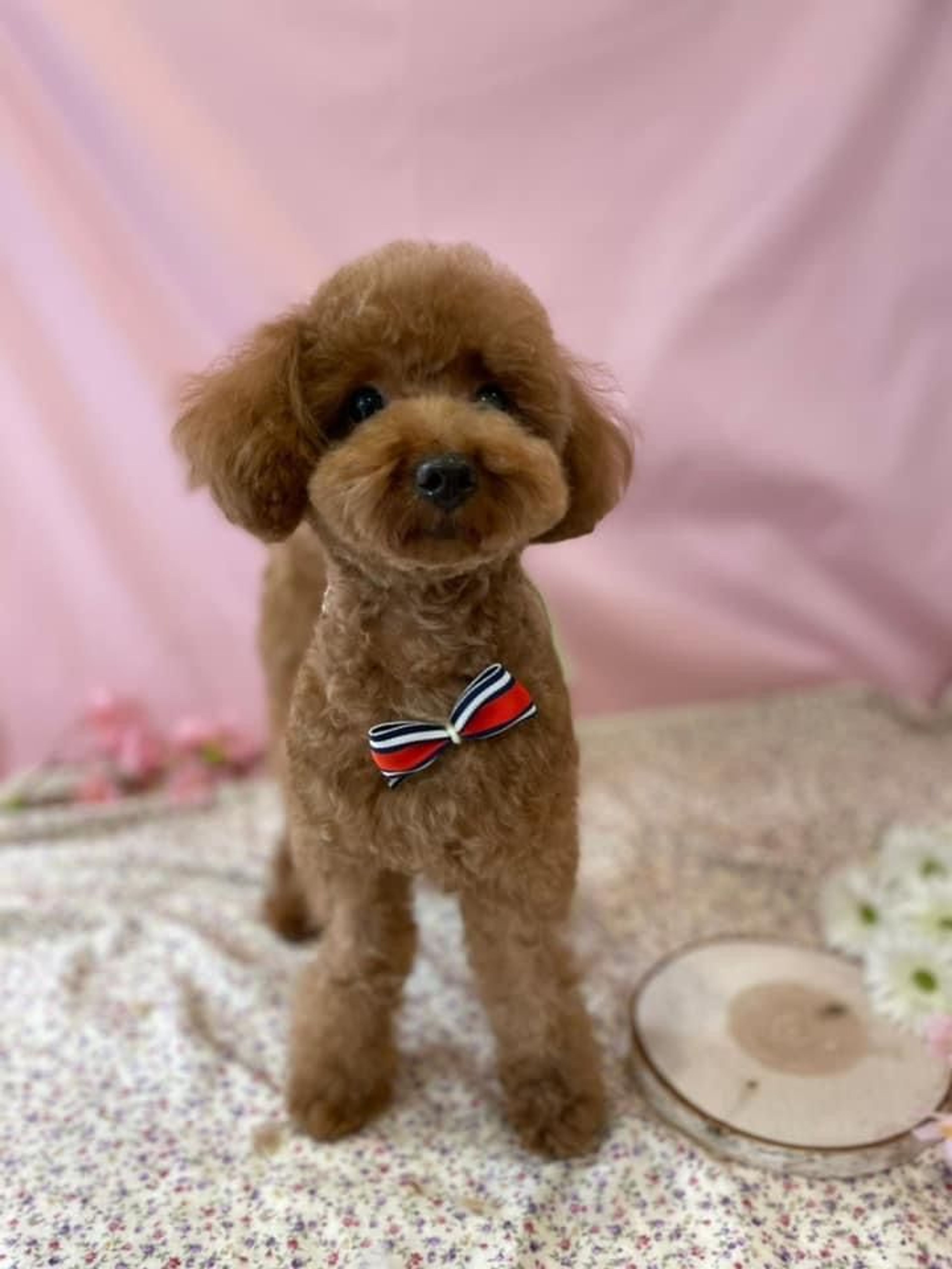 pet-image-3