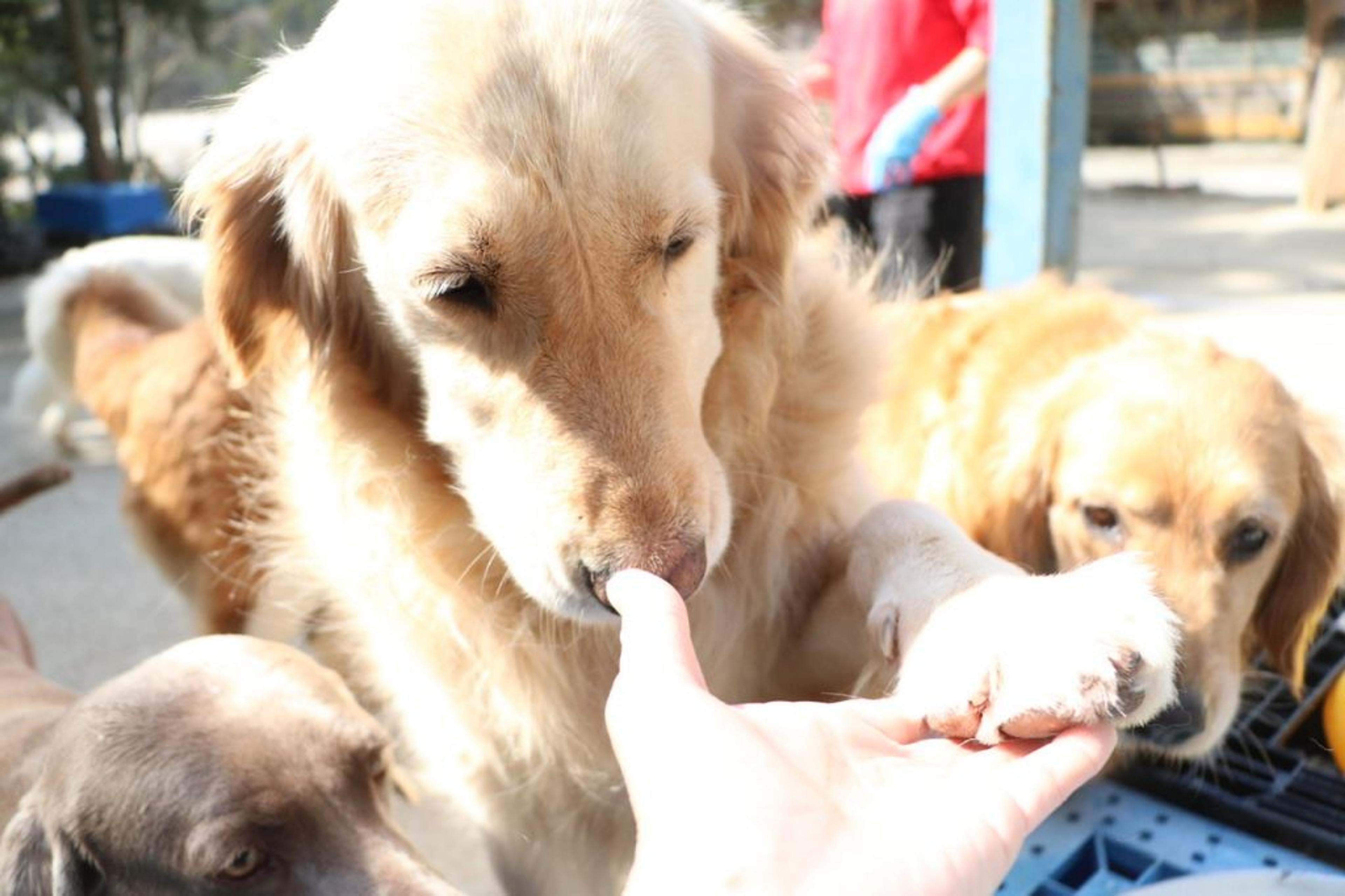 pet-image-3