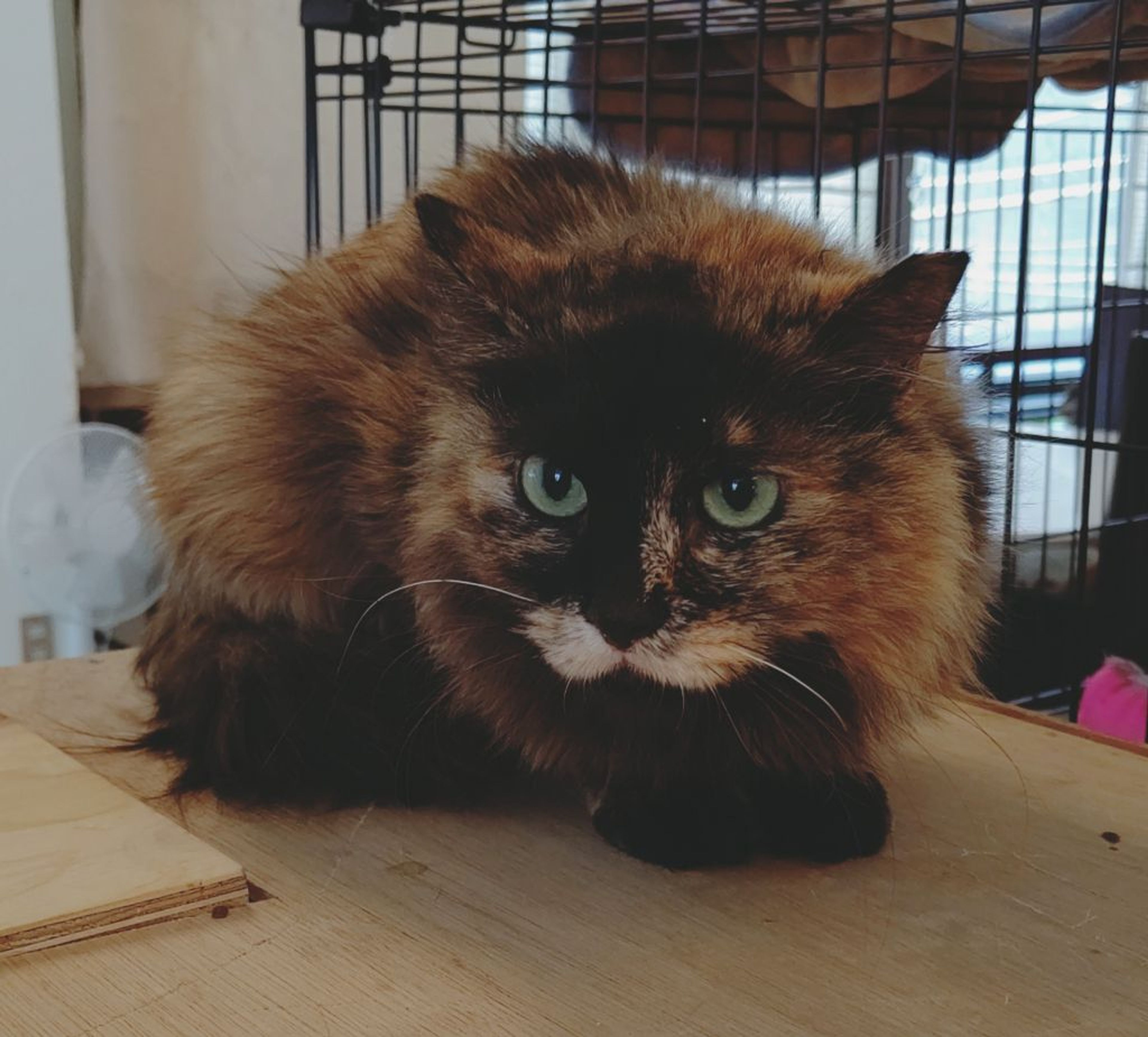 pet-image-4