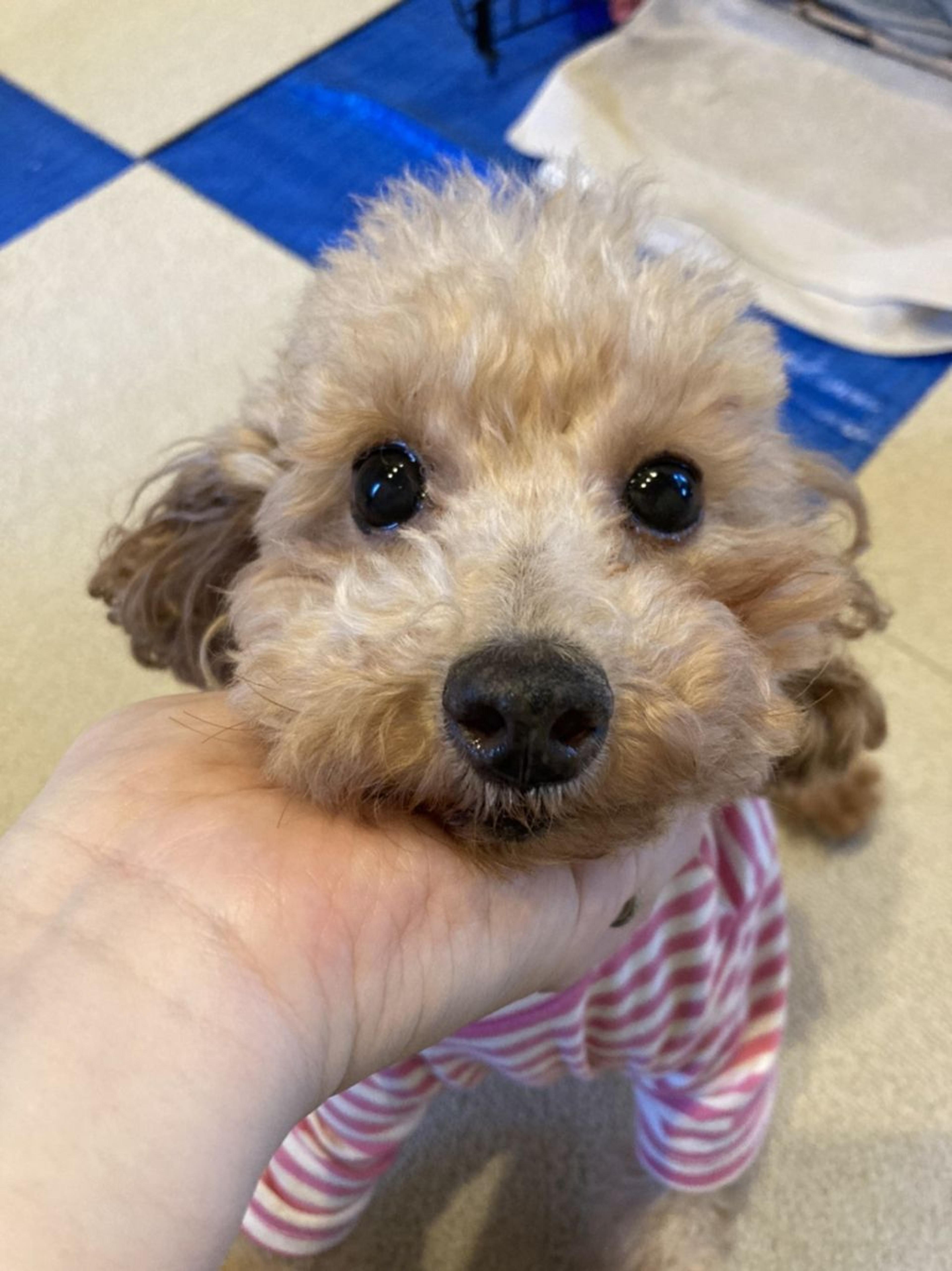 pet-image-2