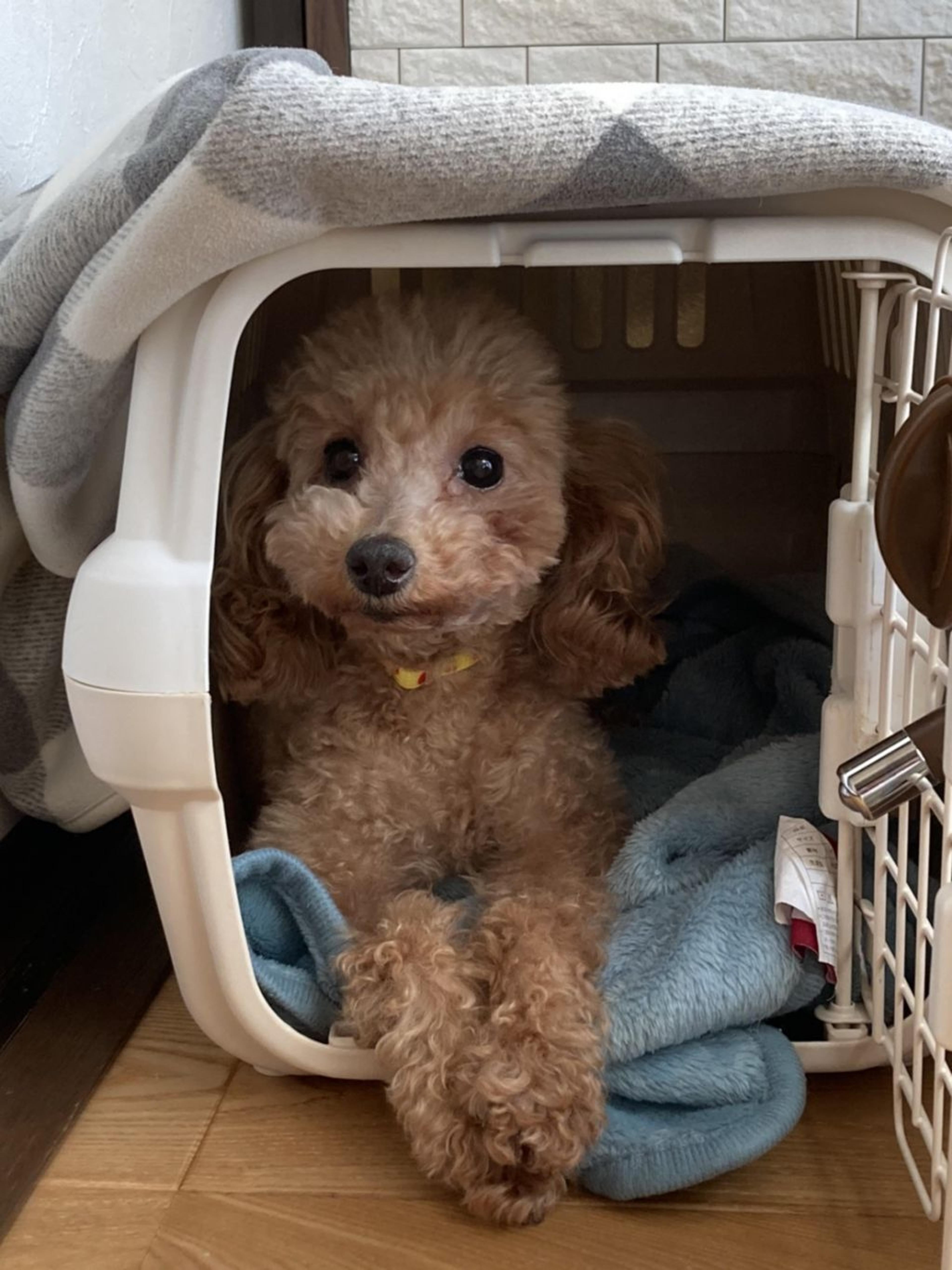 pet-image-3