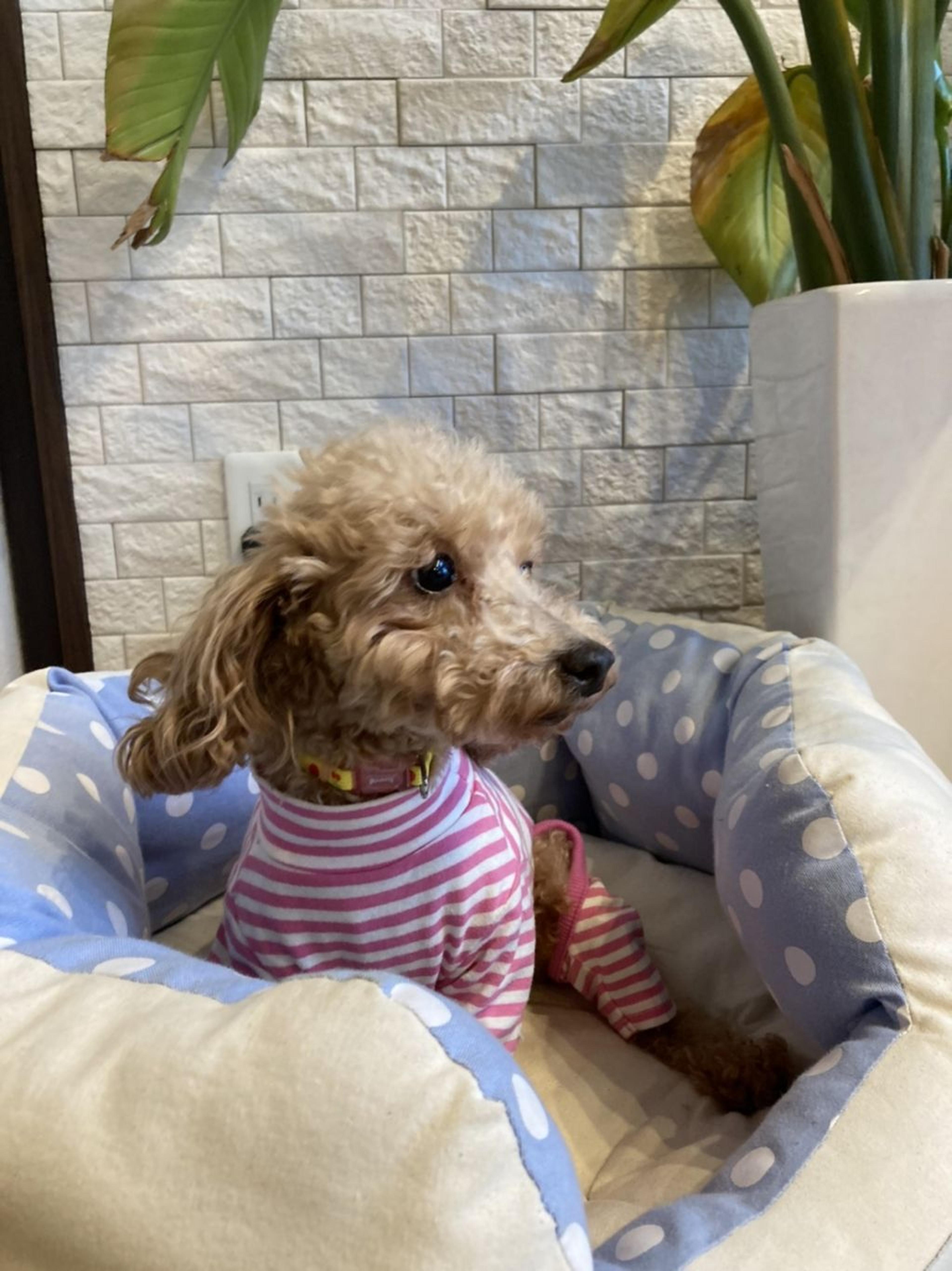 pet-image-4