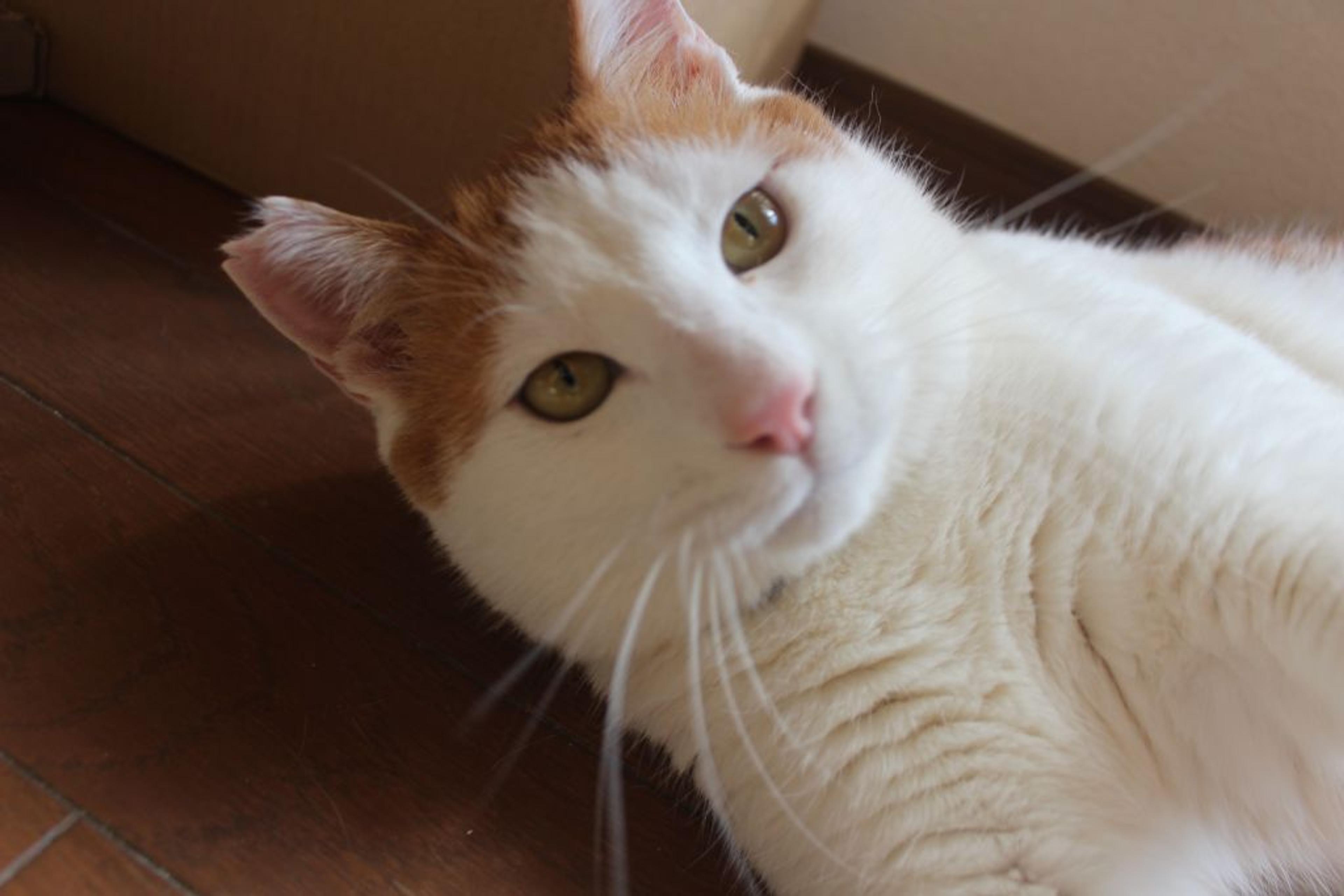 pet-image-2