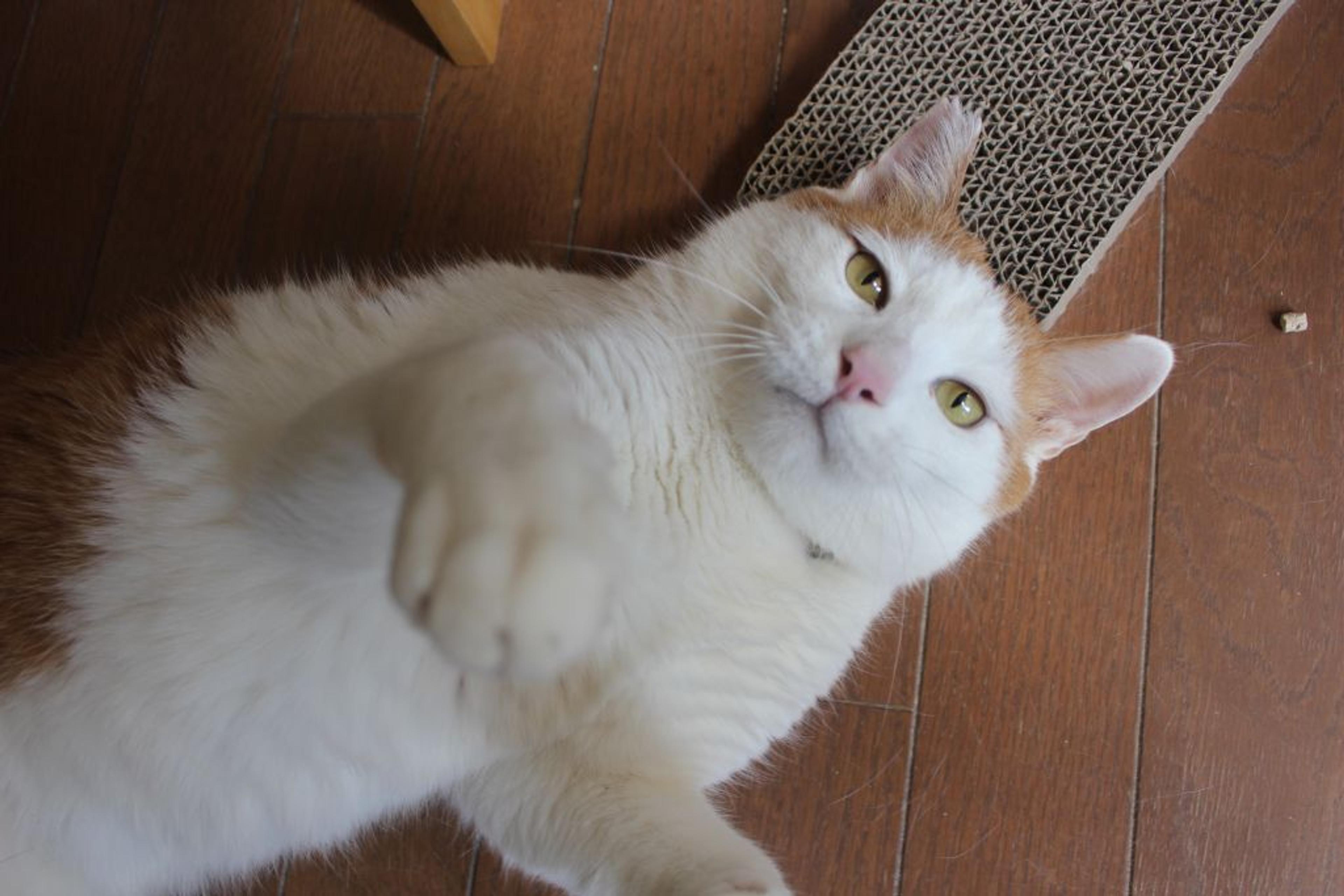 pet-image-5