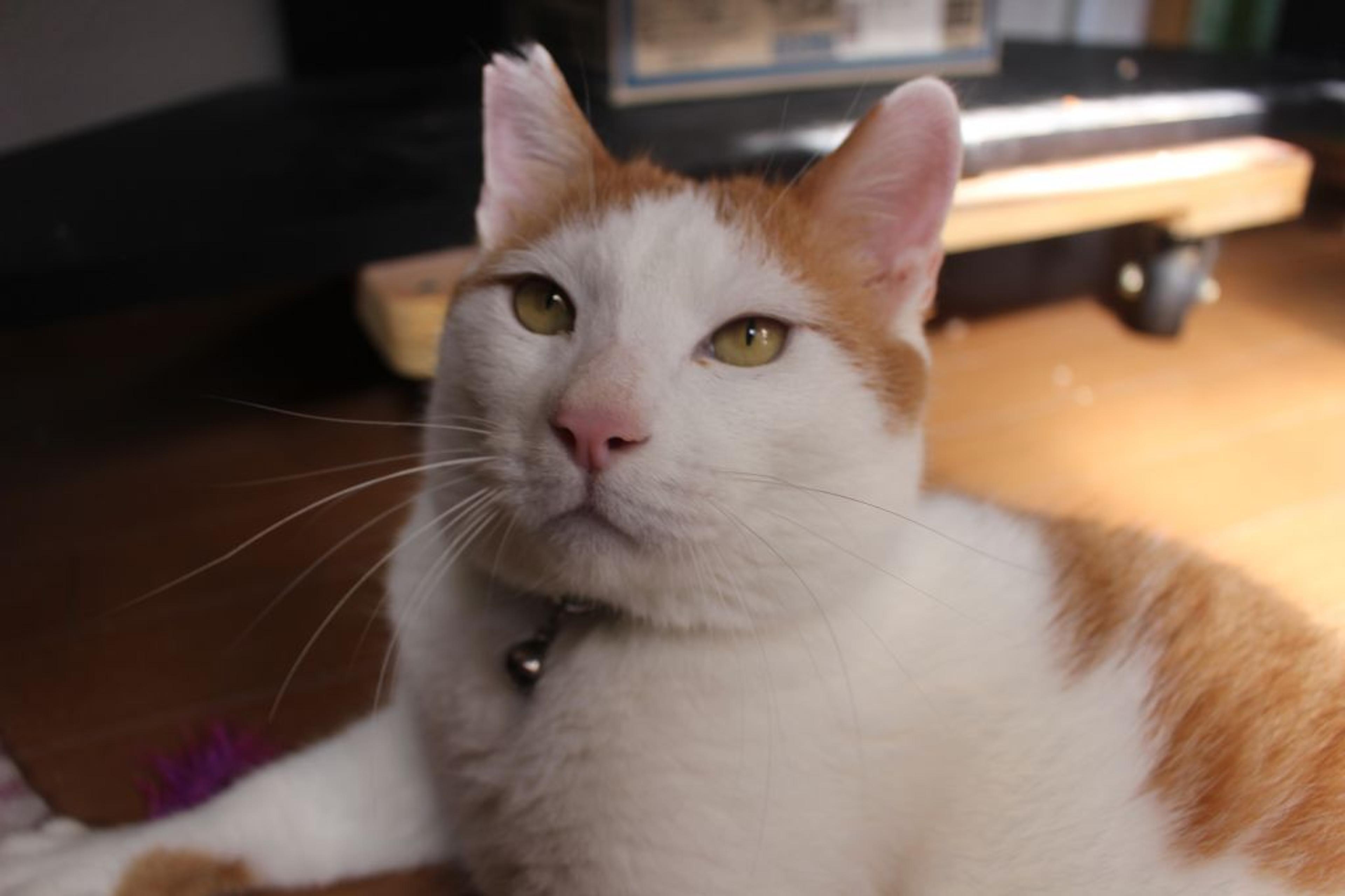 pet-image-8