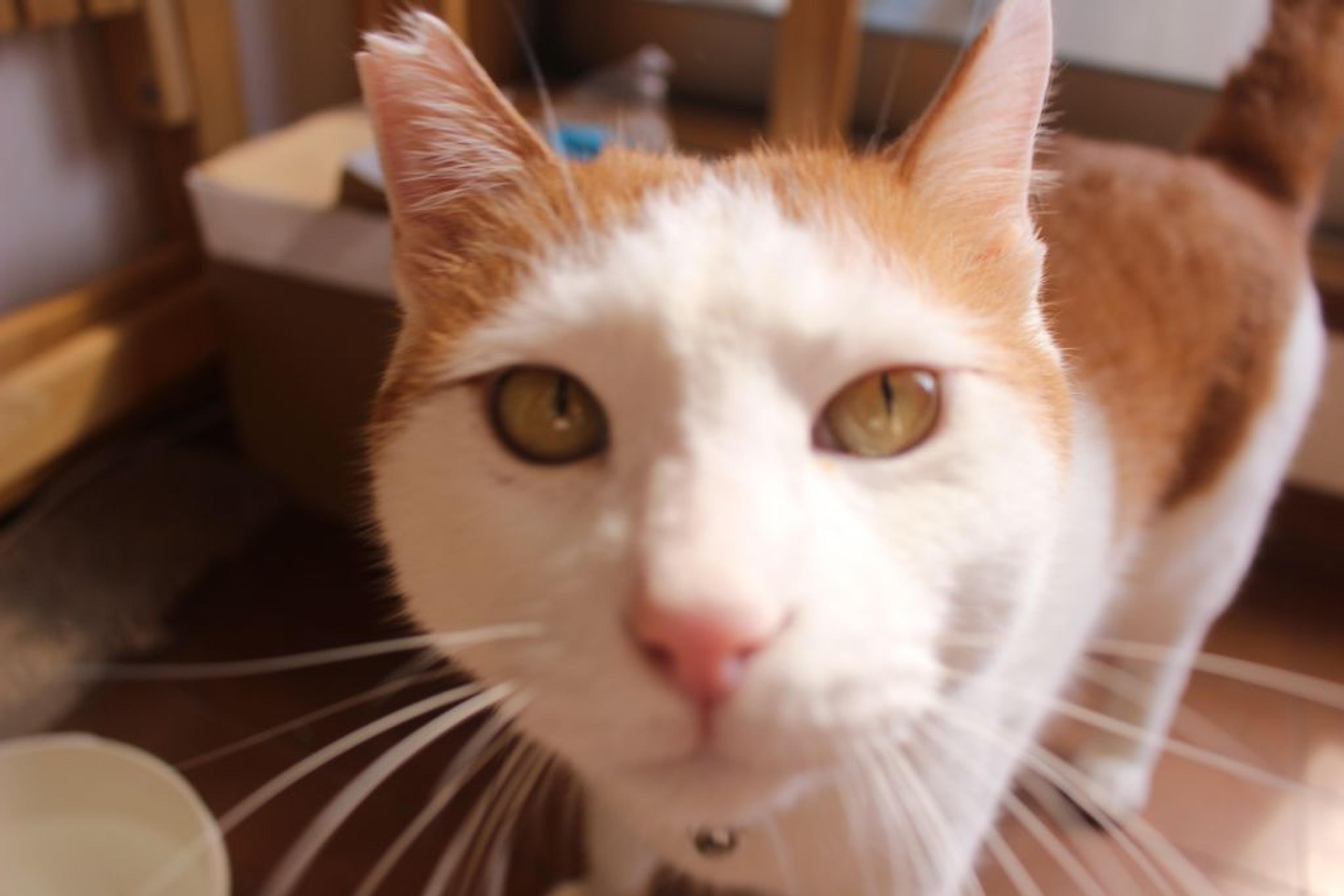 pet-image-10