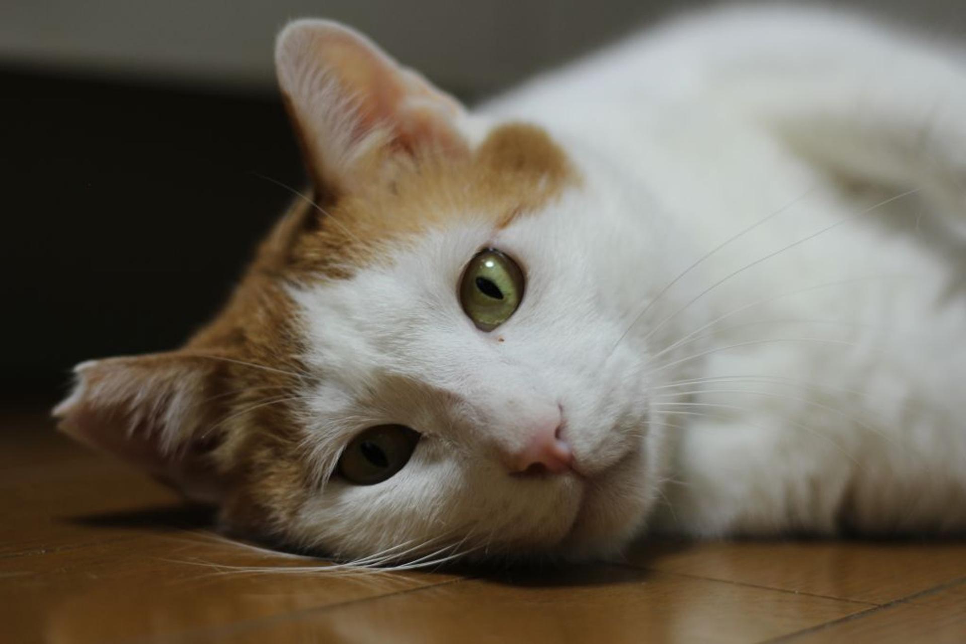 pet-image-3