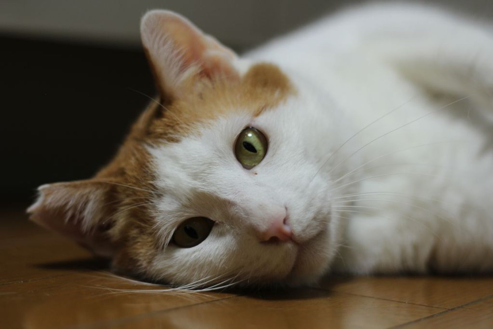 雑種（ミックス猫）・オスの里親募集の写真