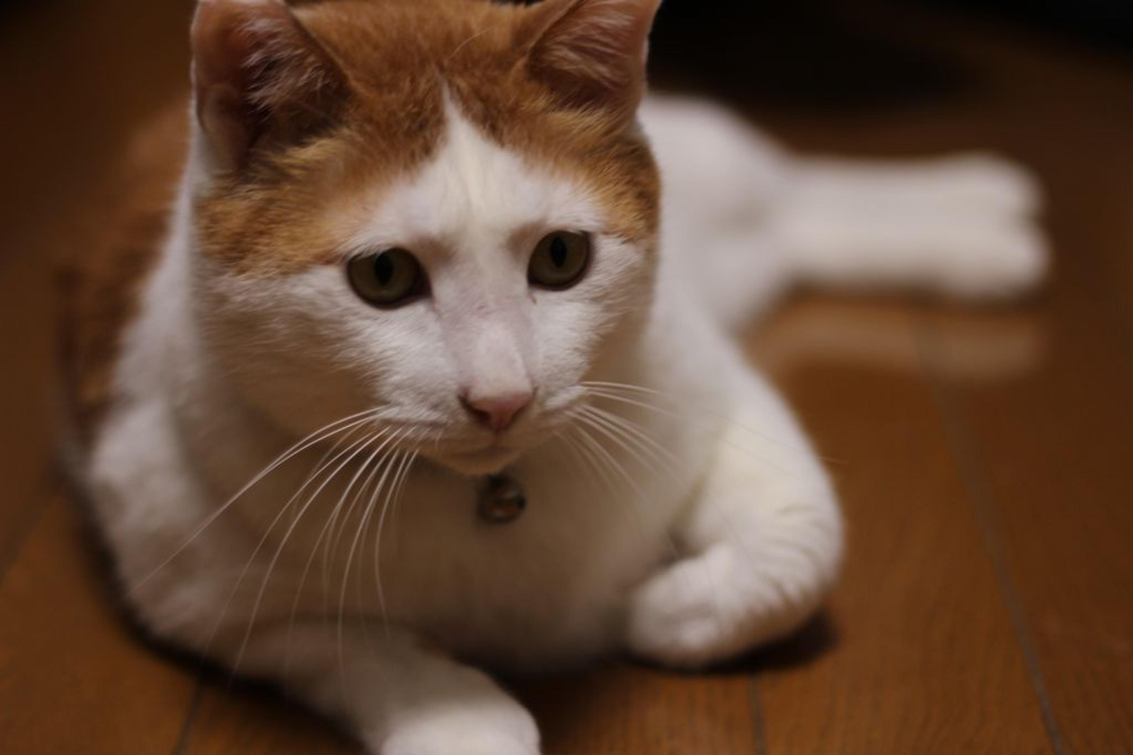 pet-image-6