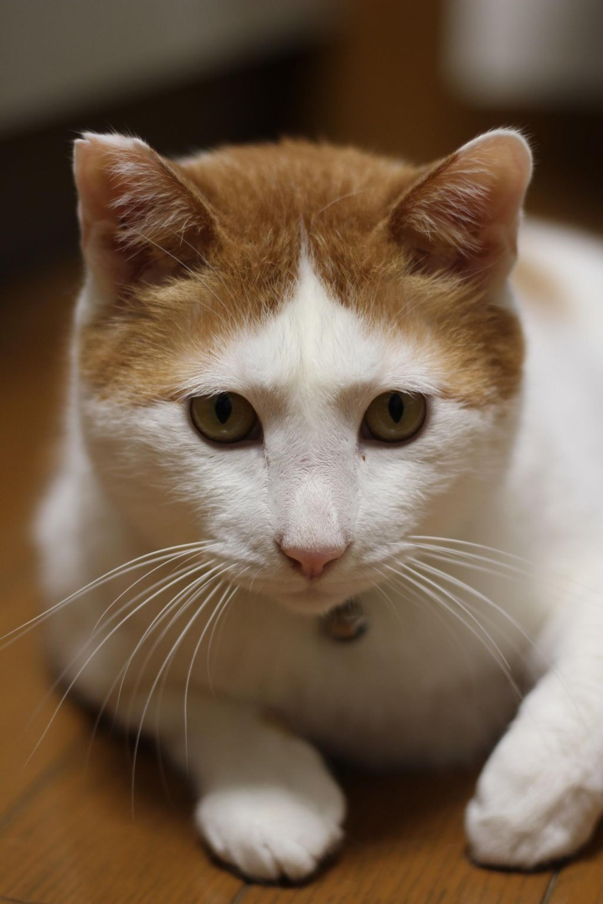 pet-image-7