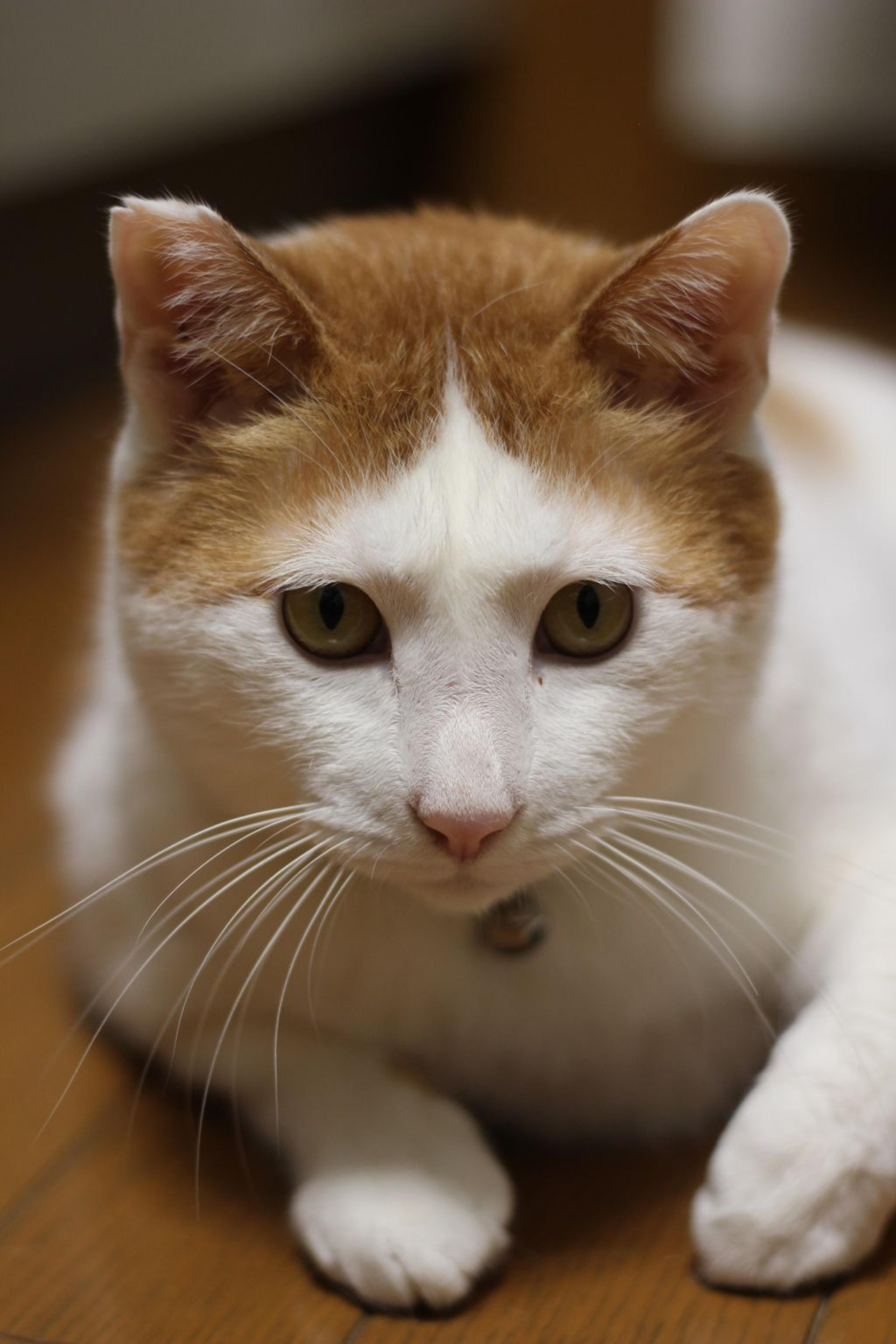 pet-image-7