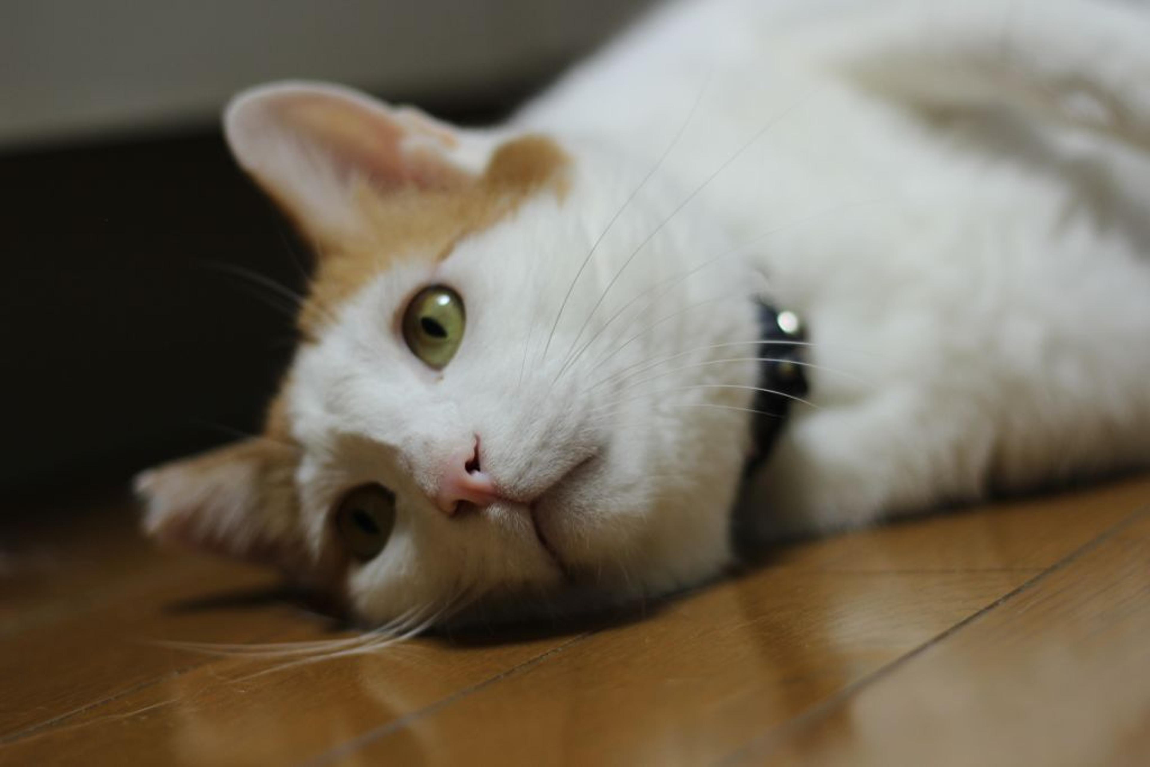 pet-image-9