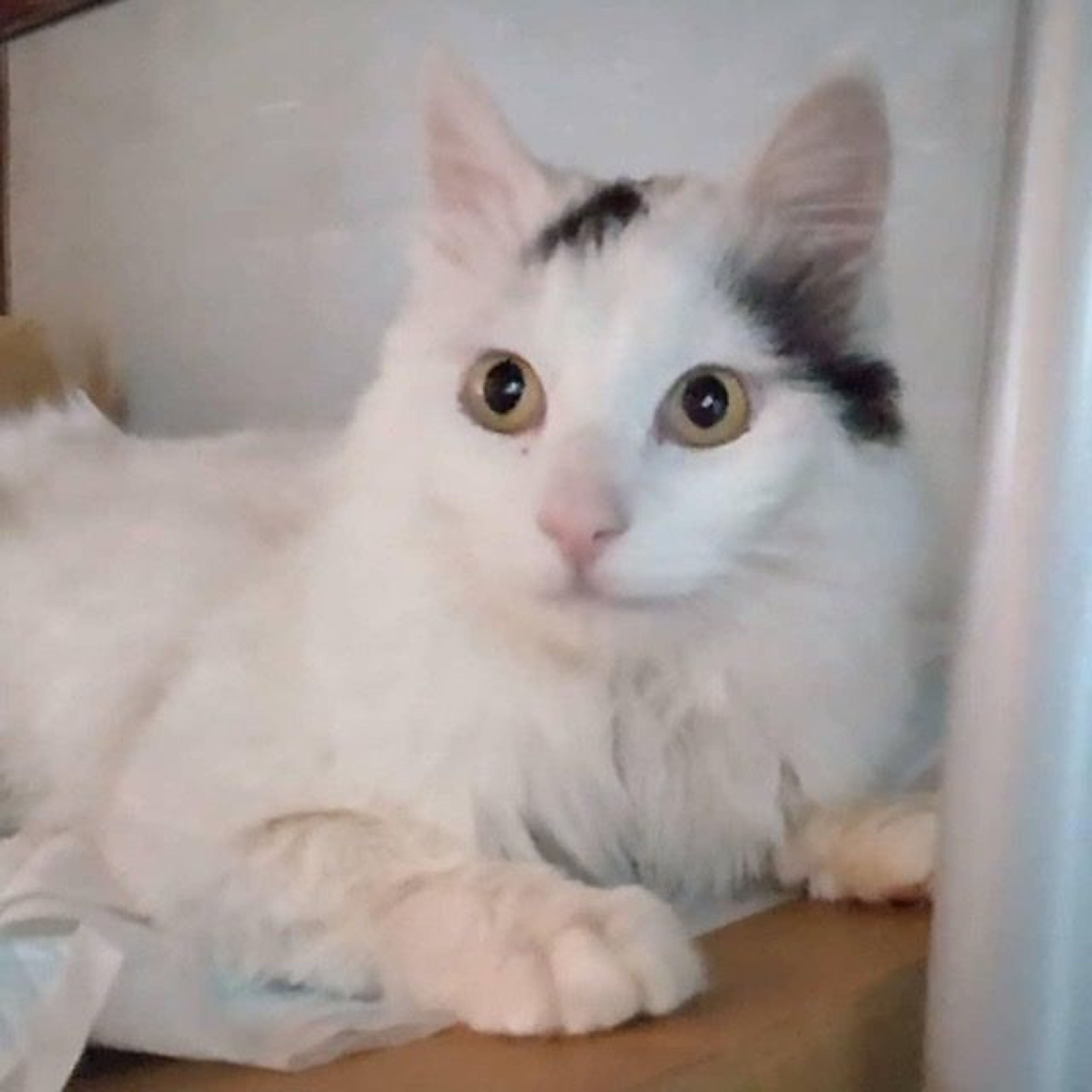 pet-image-2