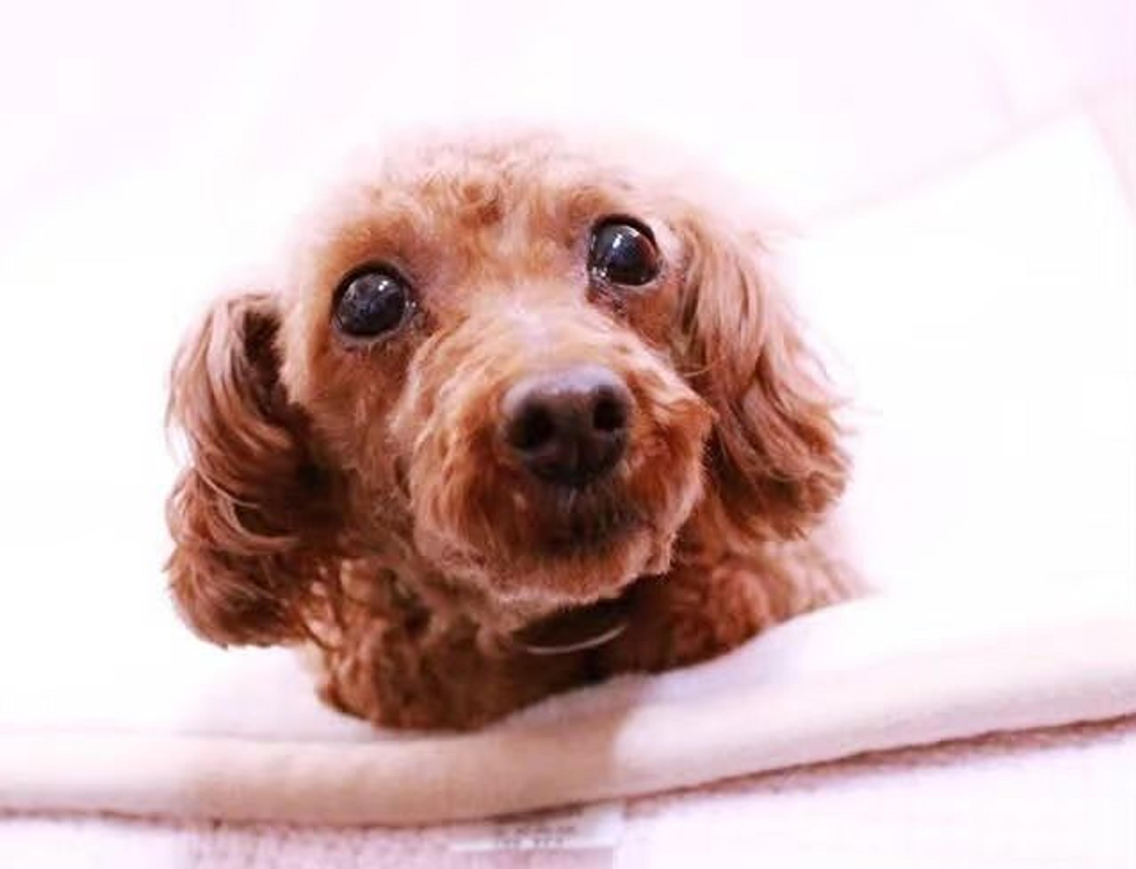 pet-image-2