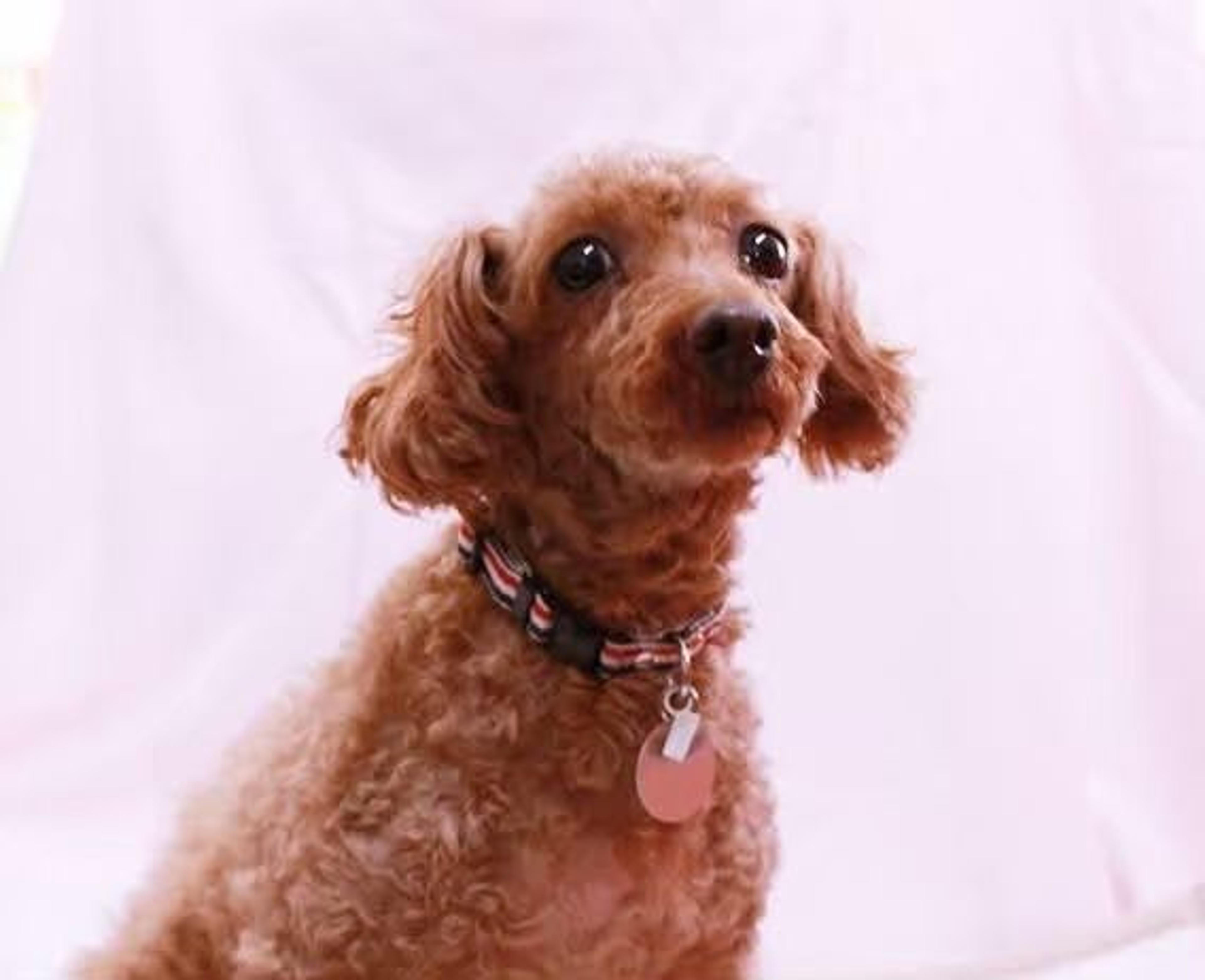 pet-image-3