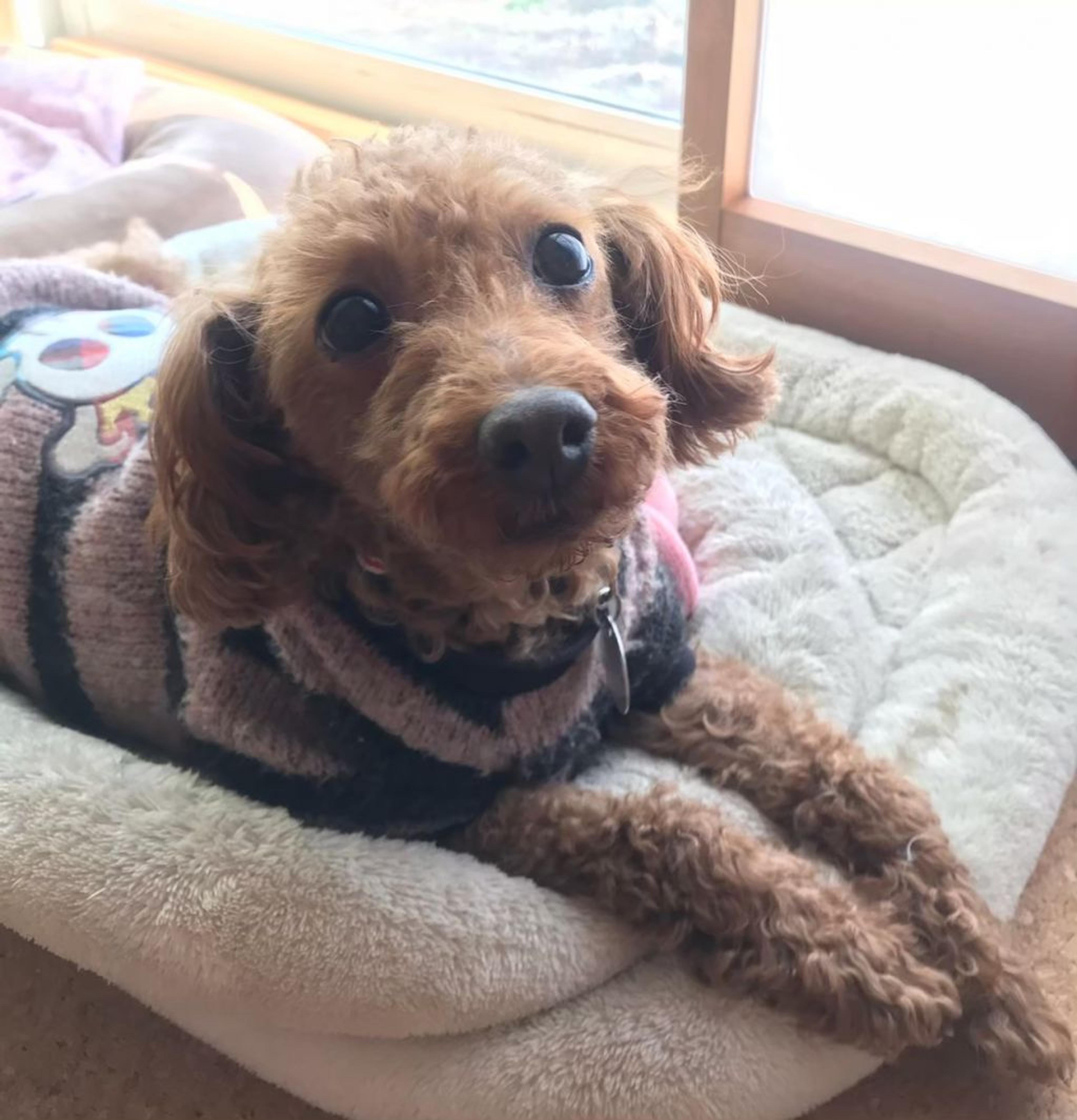 pet-image-4