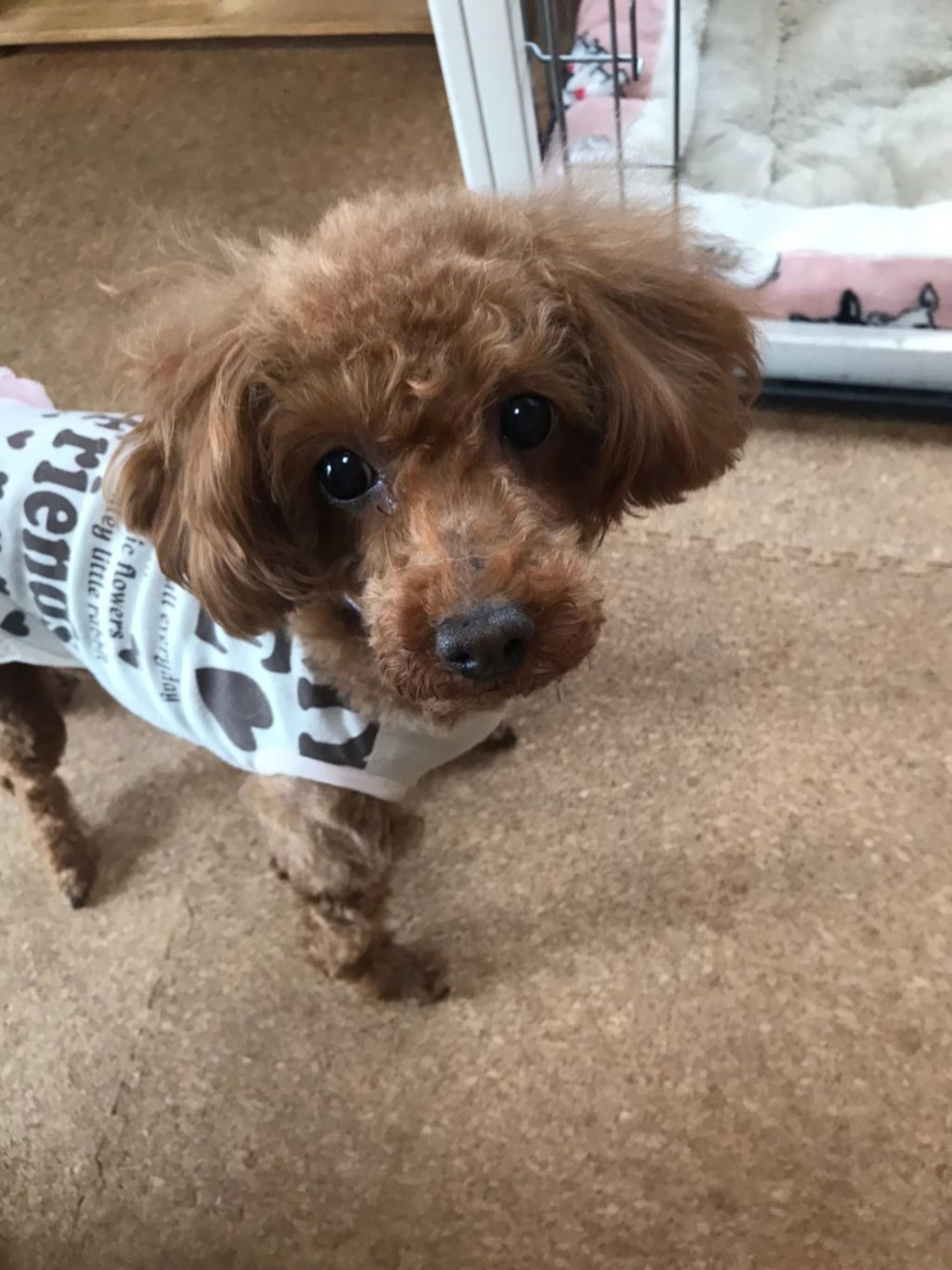 pet-image-6