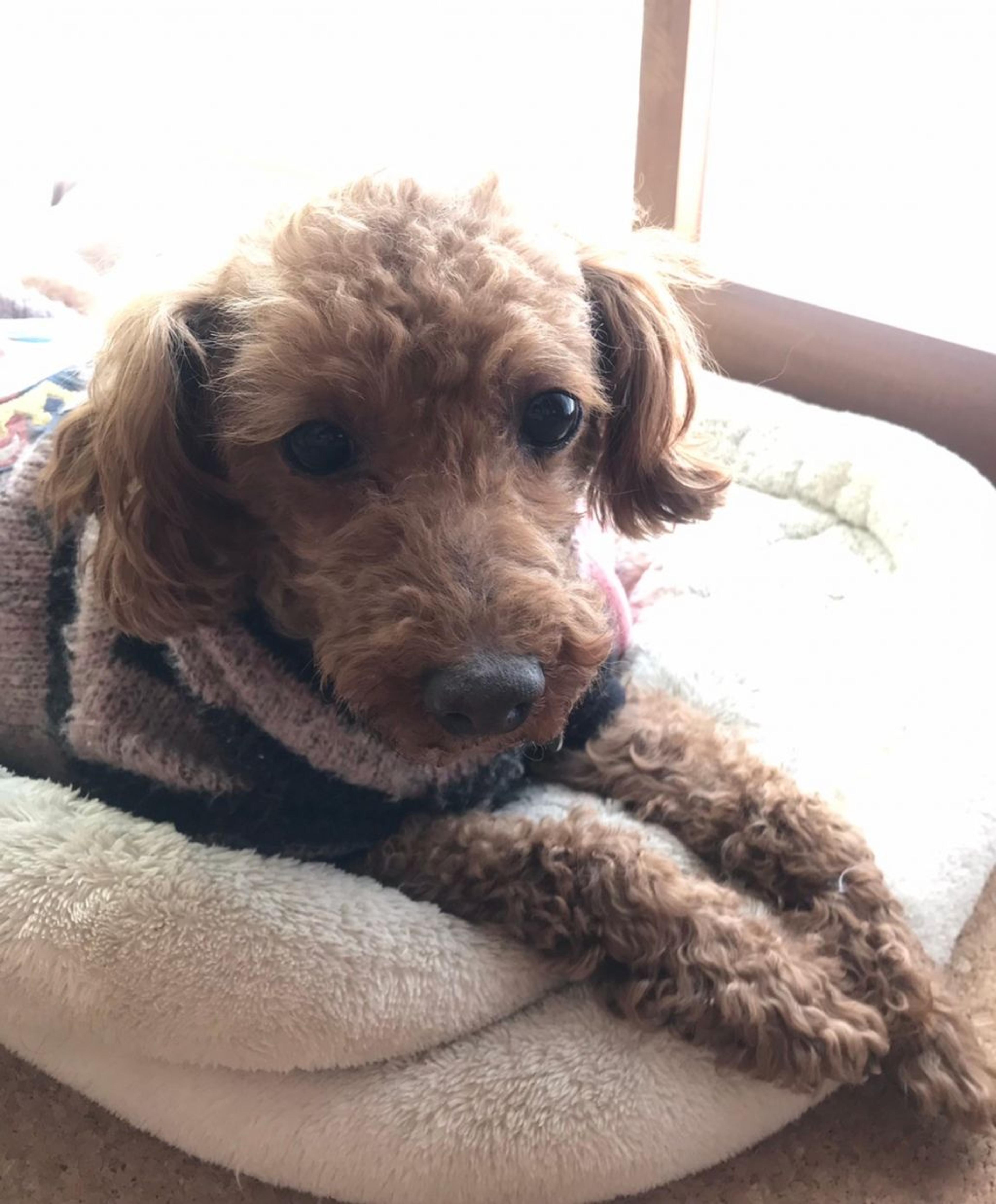 pet-image-7