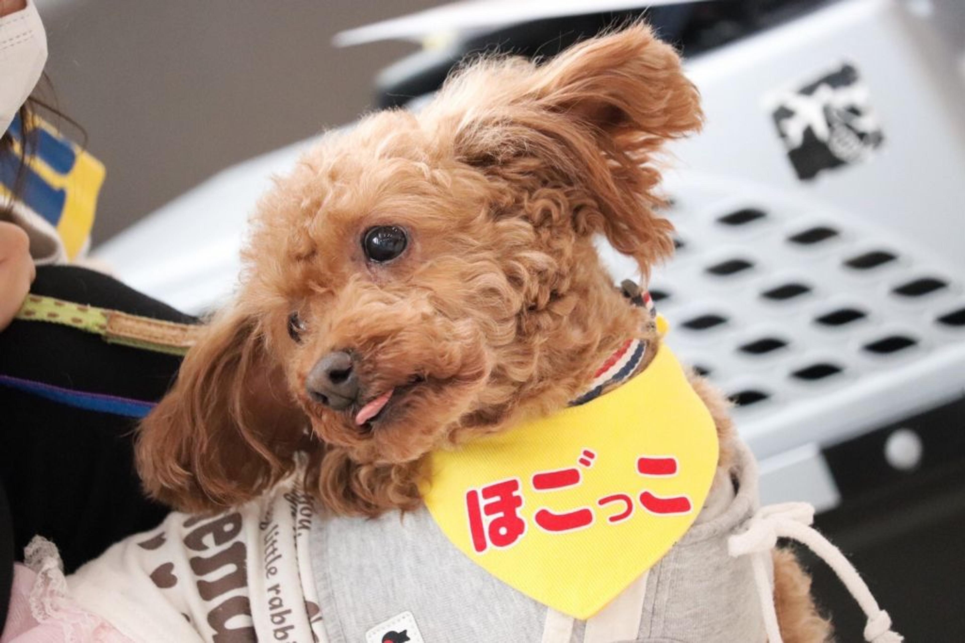 pet-image-8