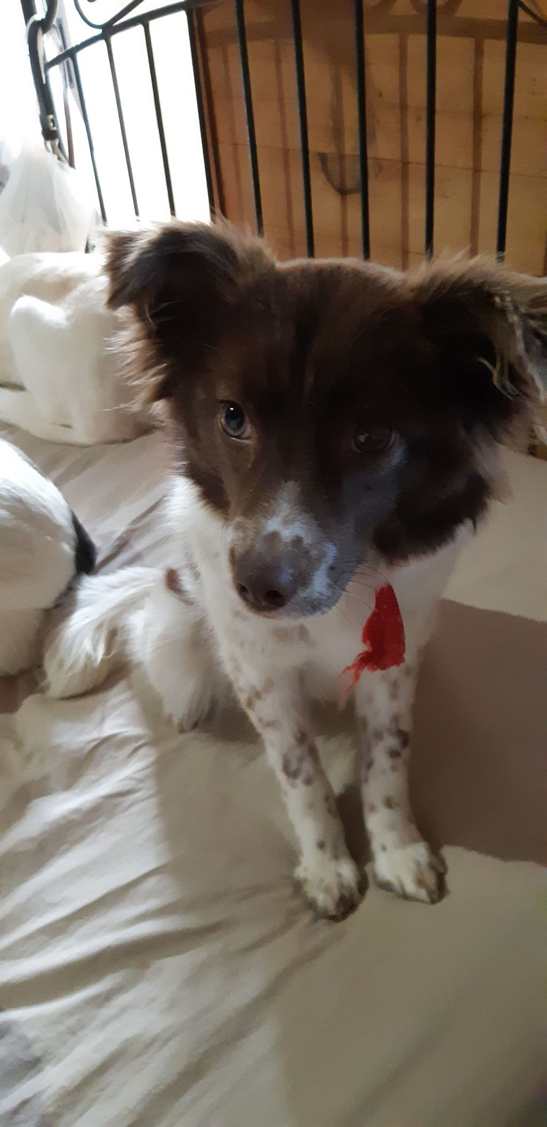 雑種（ミックス犬）・メスの里親募集の写真
