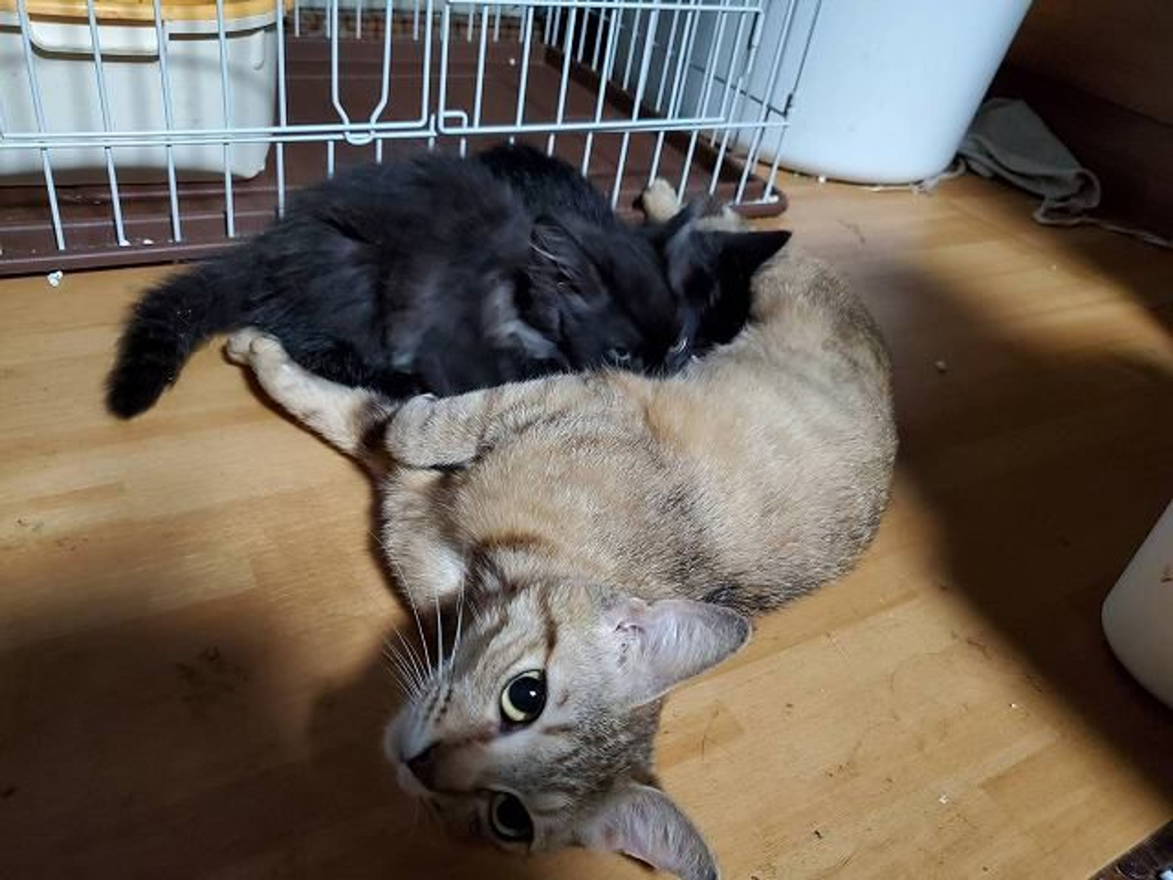雑種（ミックス猫）・メスの里親募集の写真