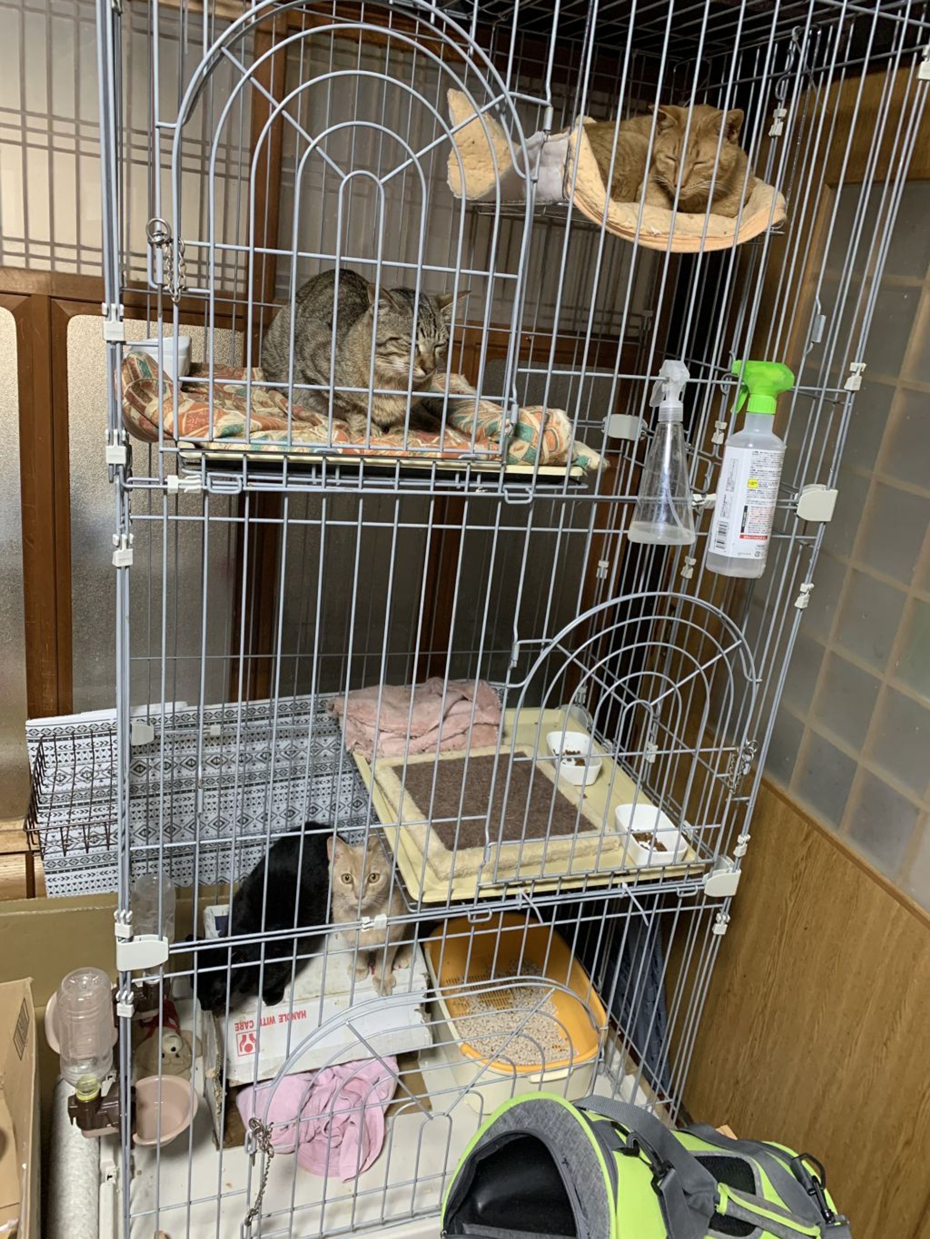 pet-image-2