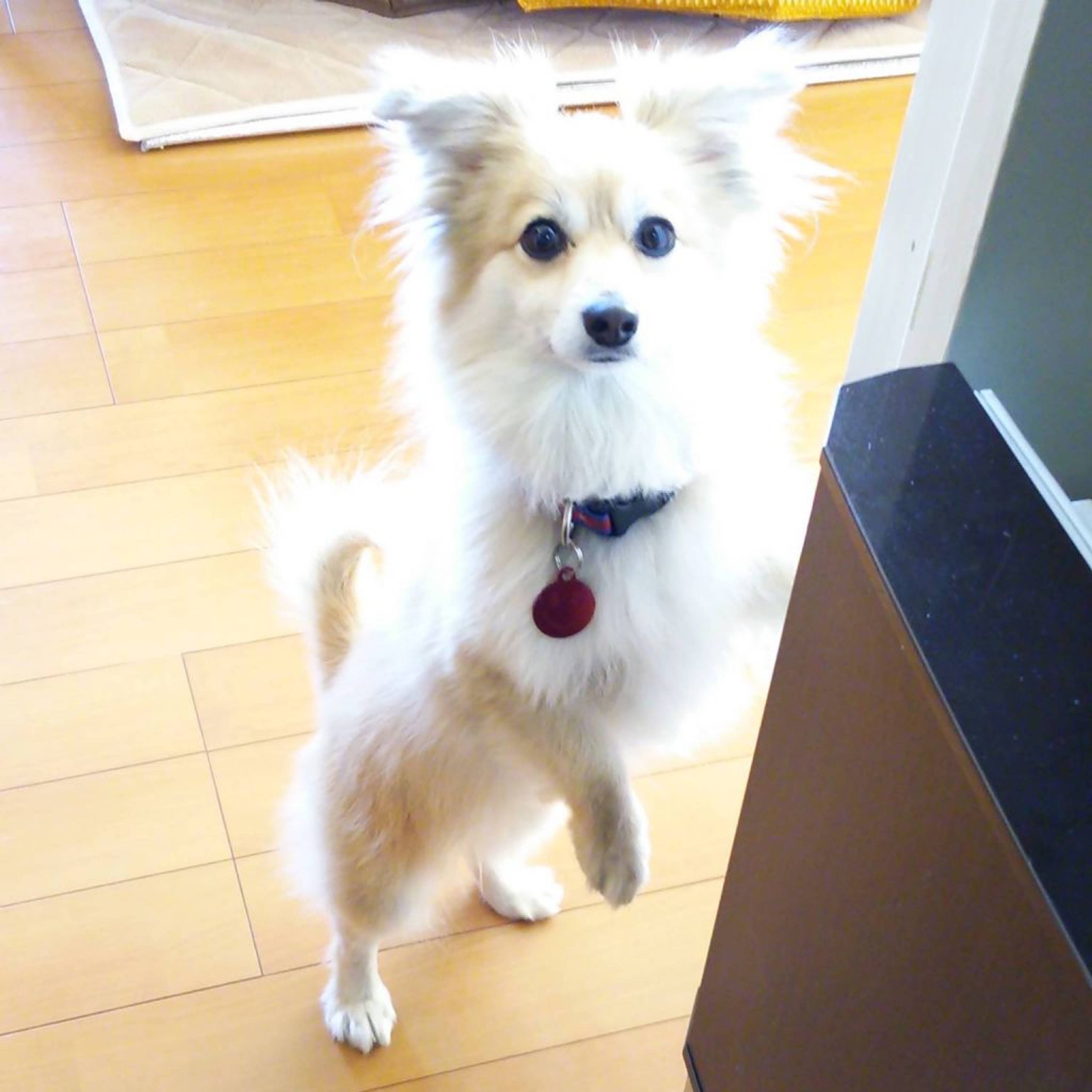 雑種（ミックス犬）・オスの里親募集の写真