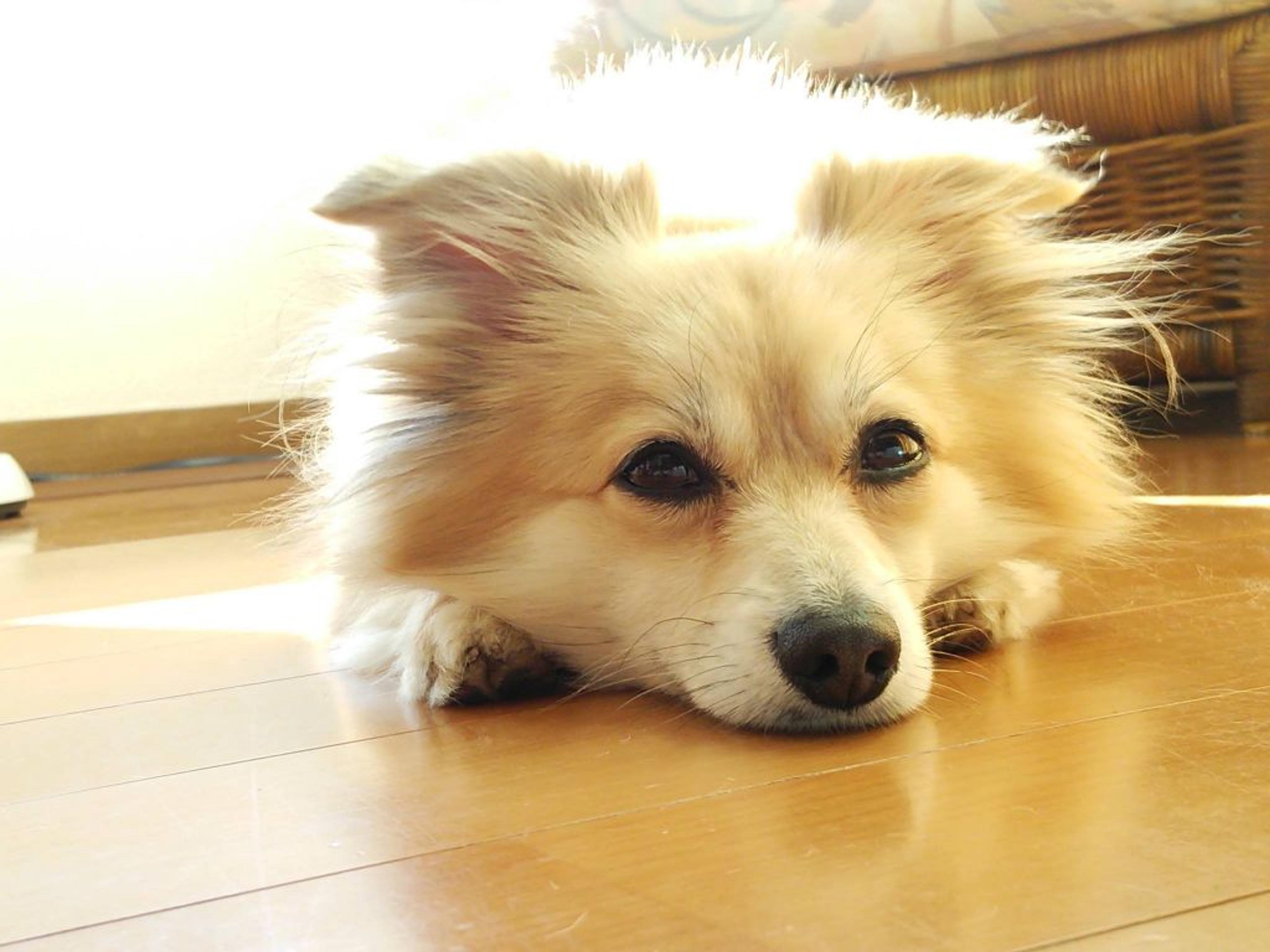 pet-image-2